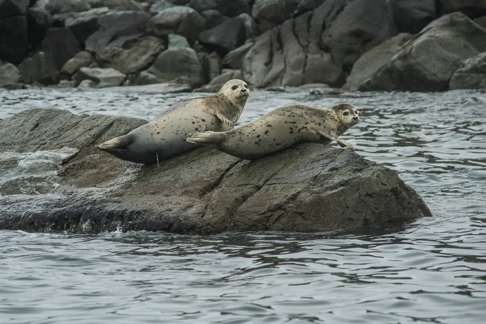 Японское море, сентябрь 2021