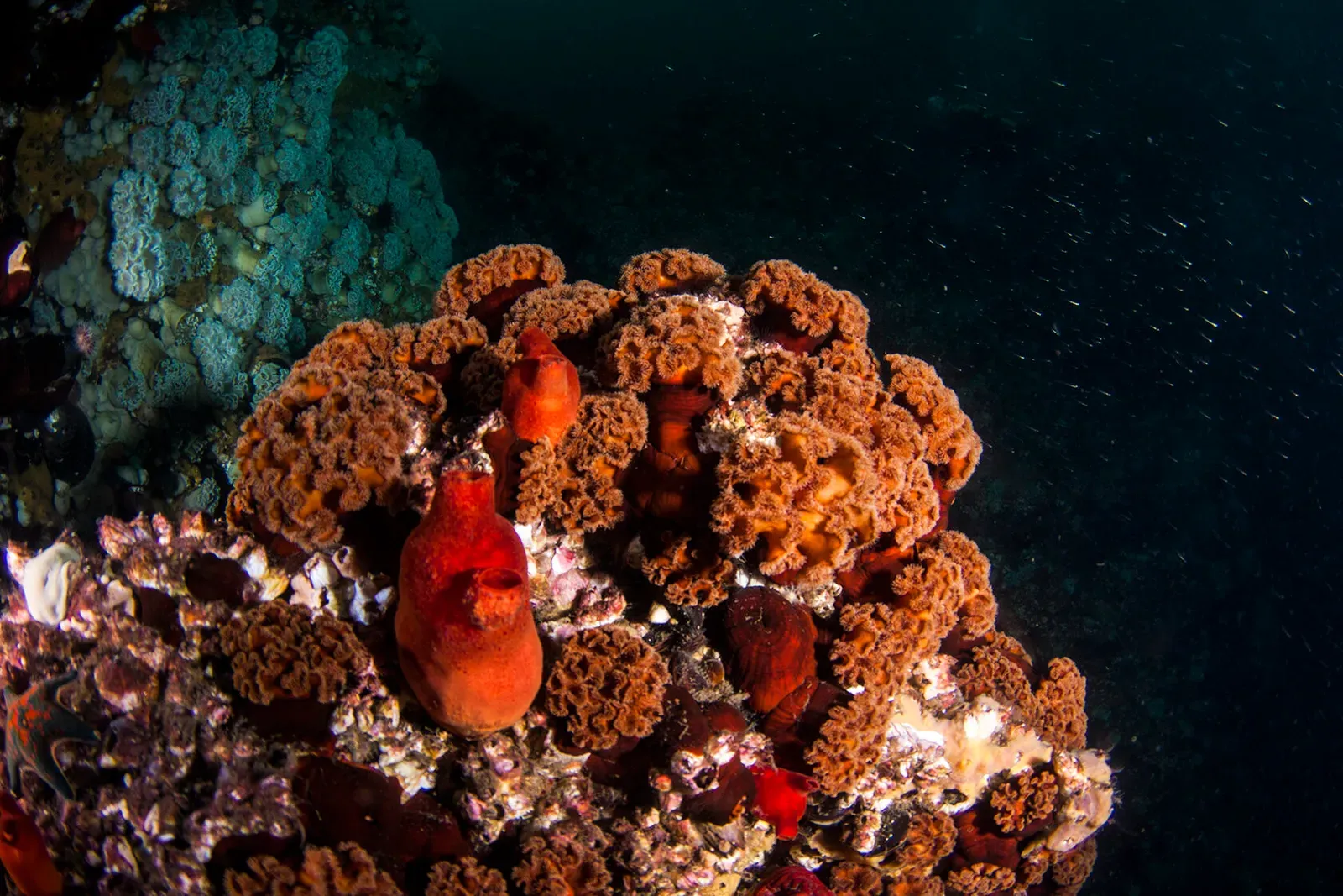 Японское море, сентябрь 2021