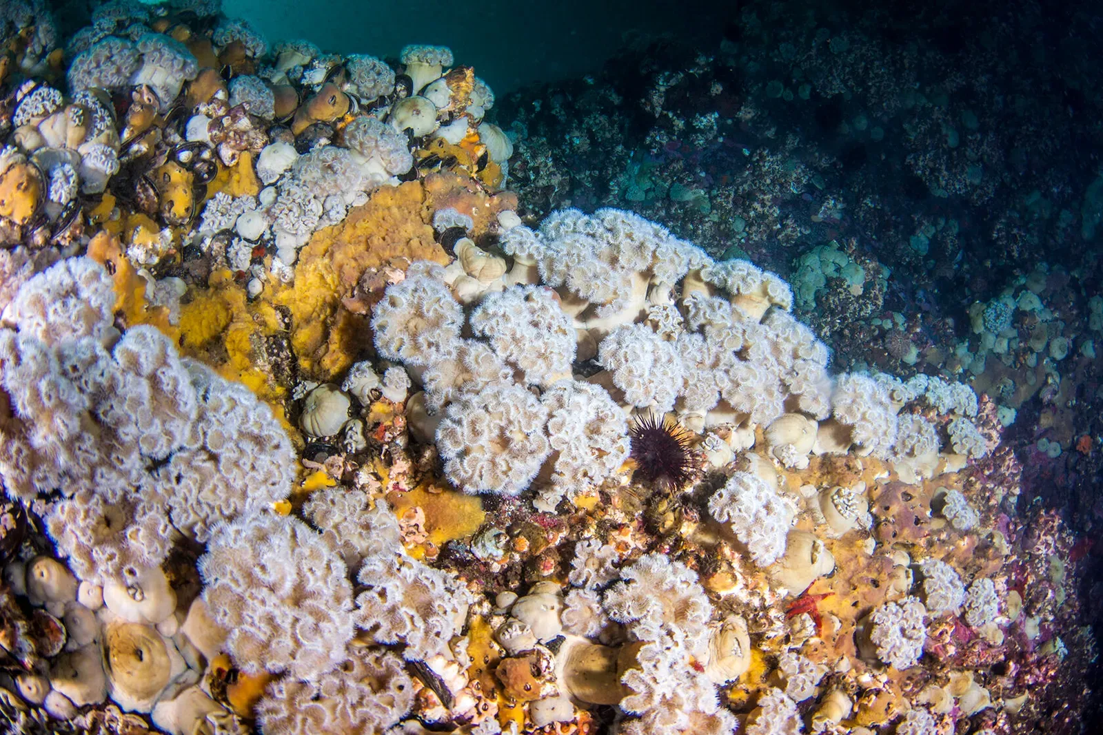 Японское море, сентябрь 2021