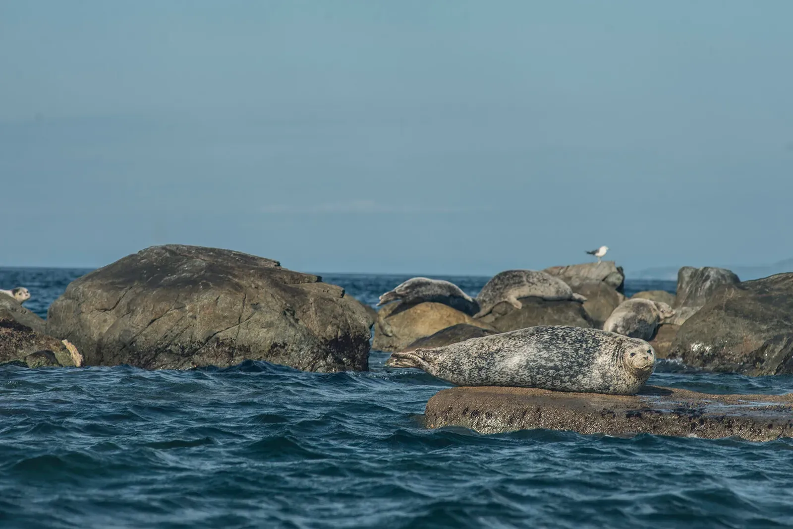 Японское море, сентябрь 2021