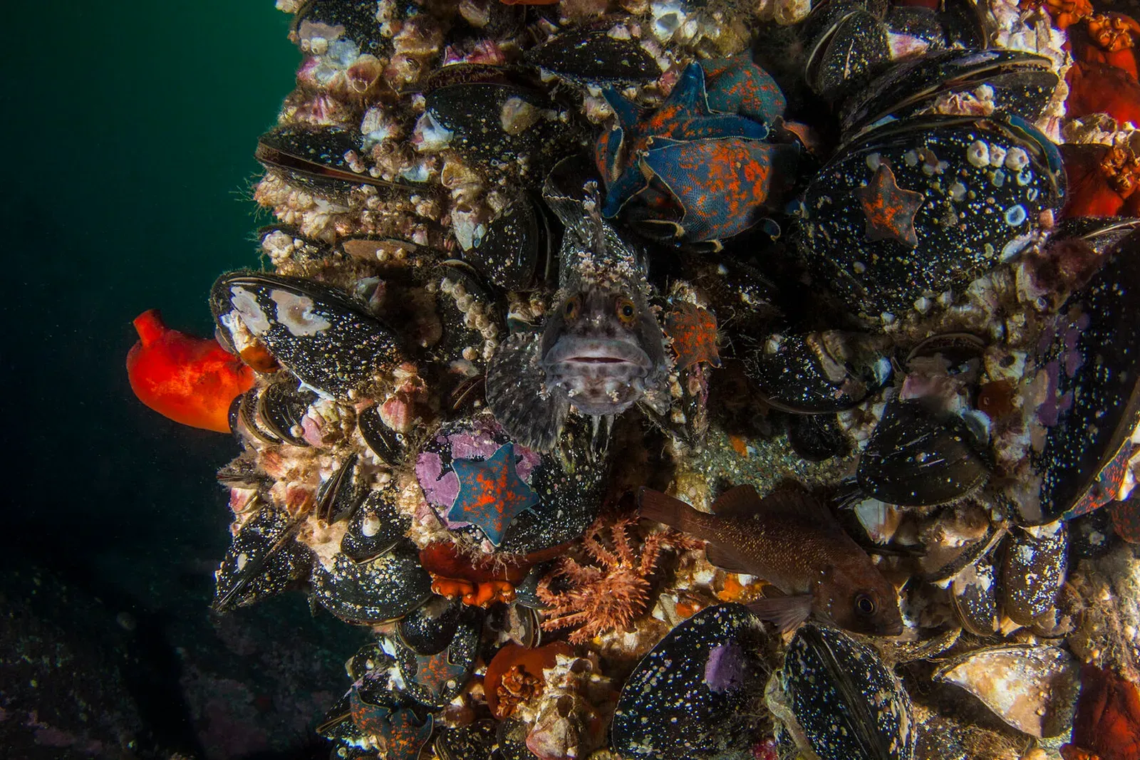 Японское море, сентябрь 2021