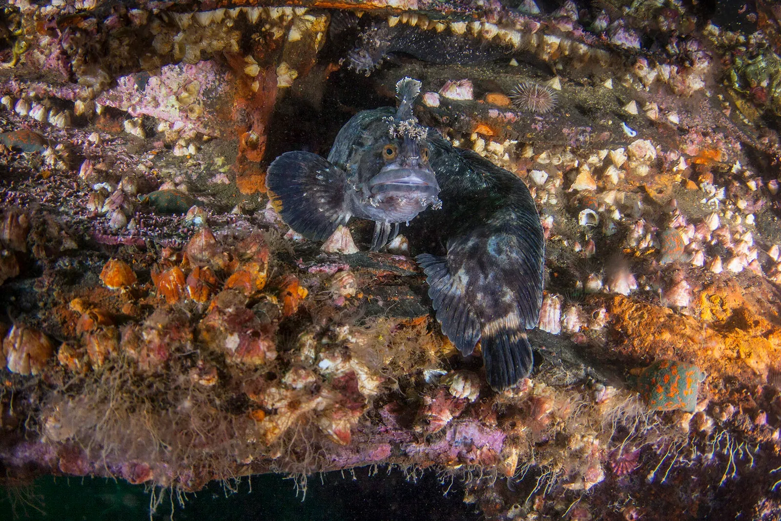 Японское море, сентябрь 2021