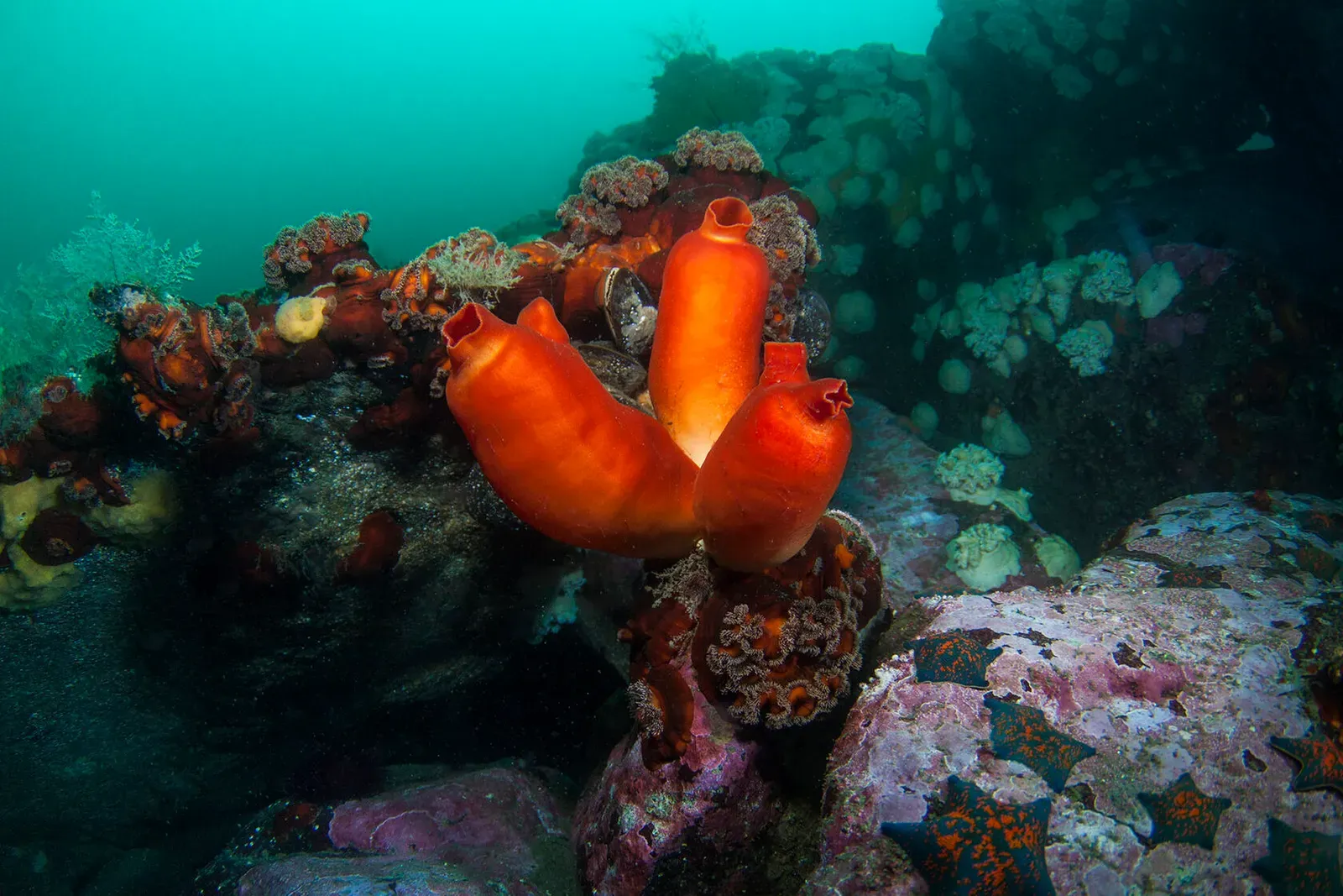 Японское море, сентябрь 2021