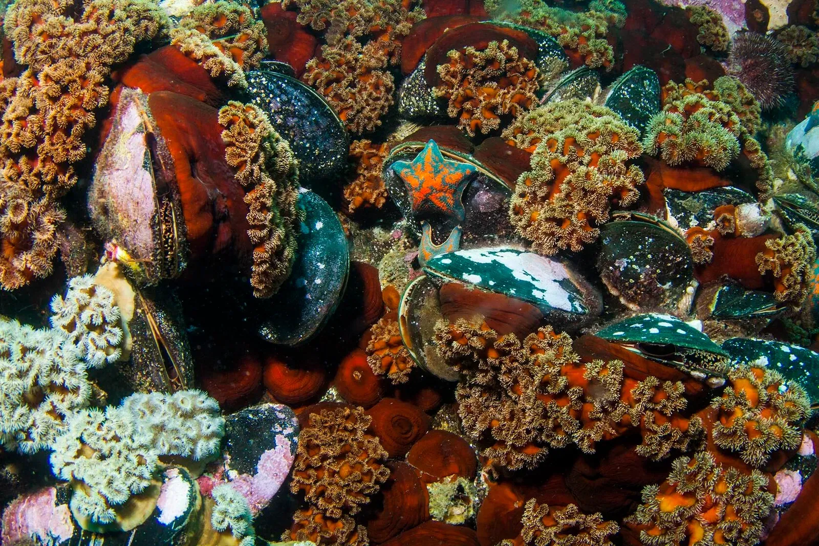 Японское море, сентябрь 2021