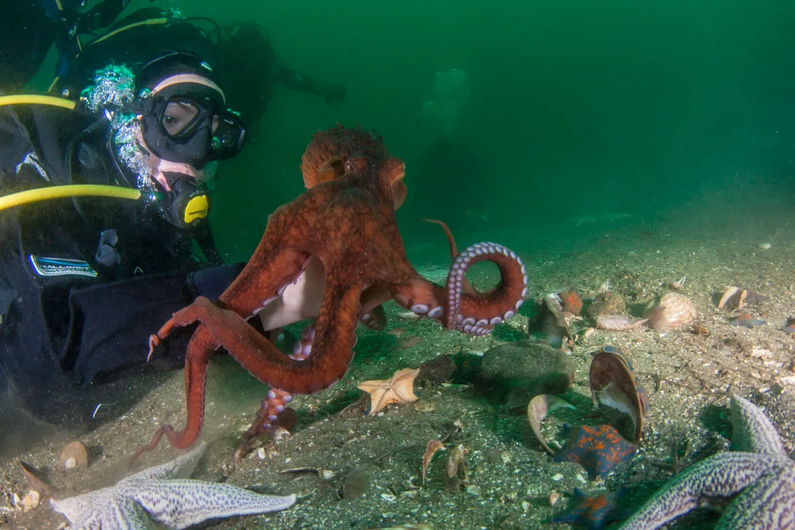 Японское море, сентябрь 2021