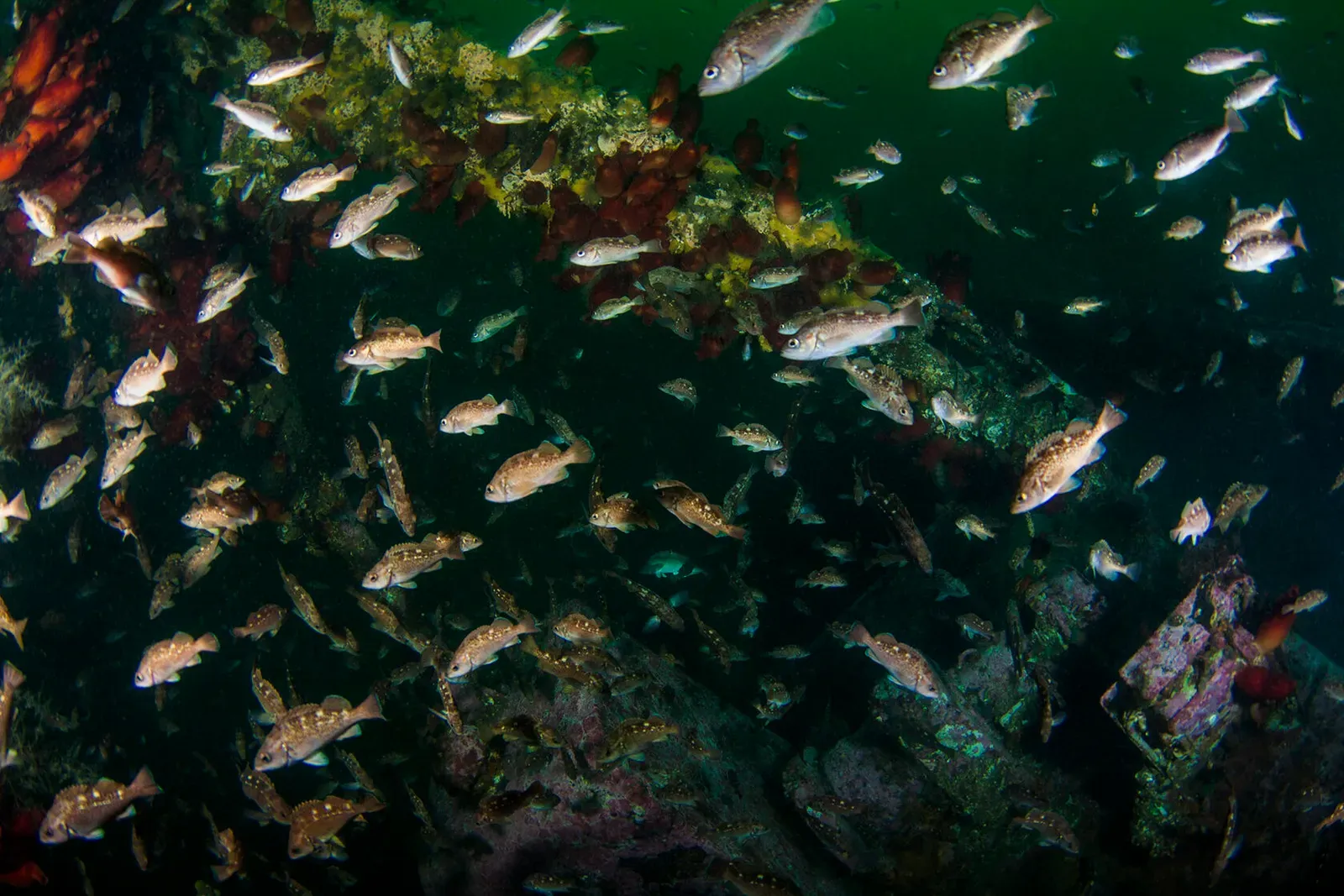 Японское море, сентябрь 2021