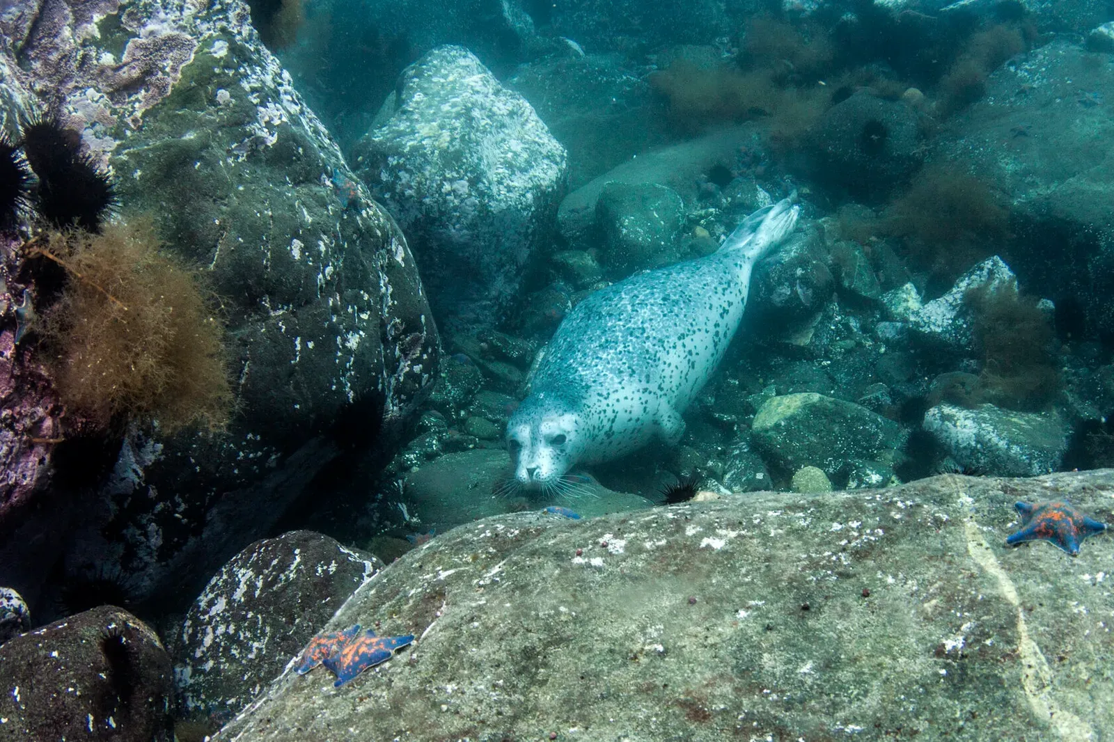 Японское море, сентябрь 2021