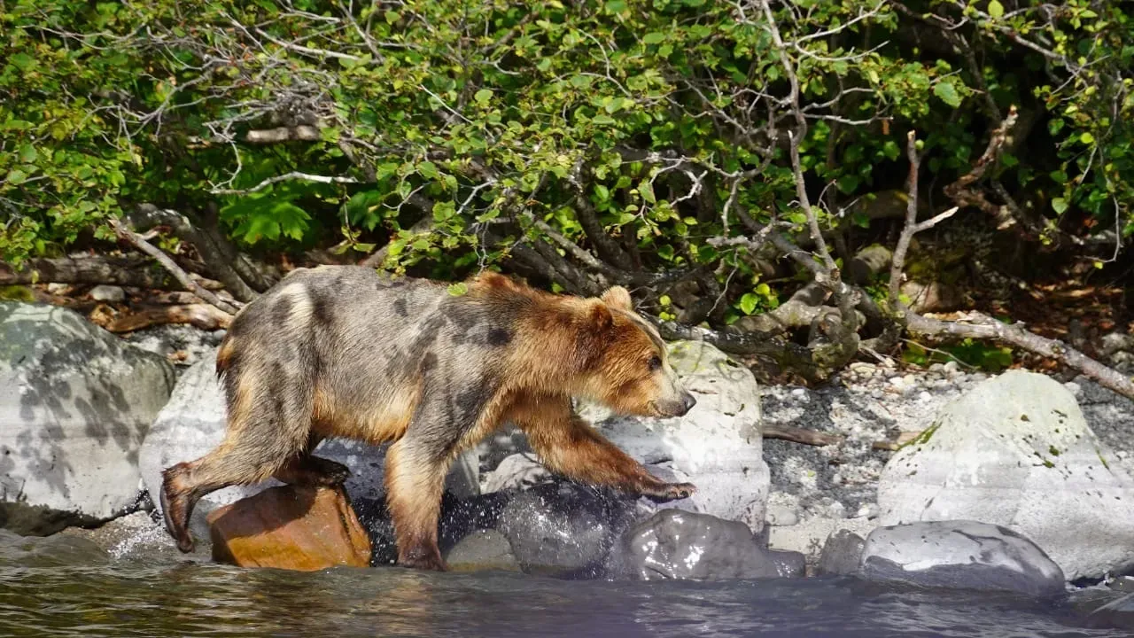 Камчатка, август 2020