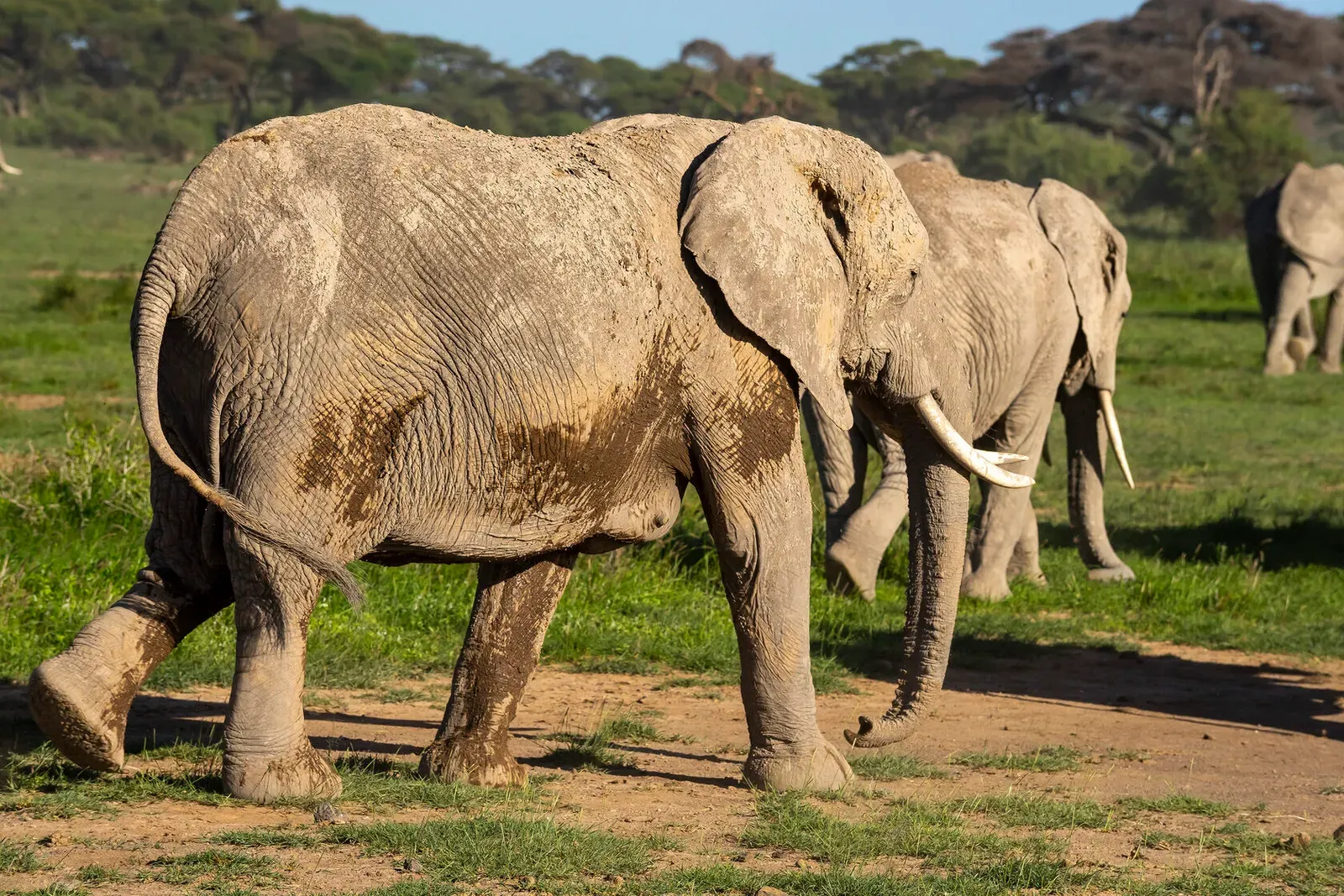 Кения, январь 2022