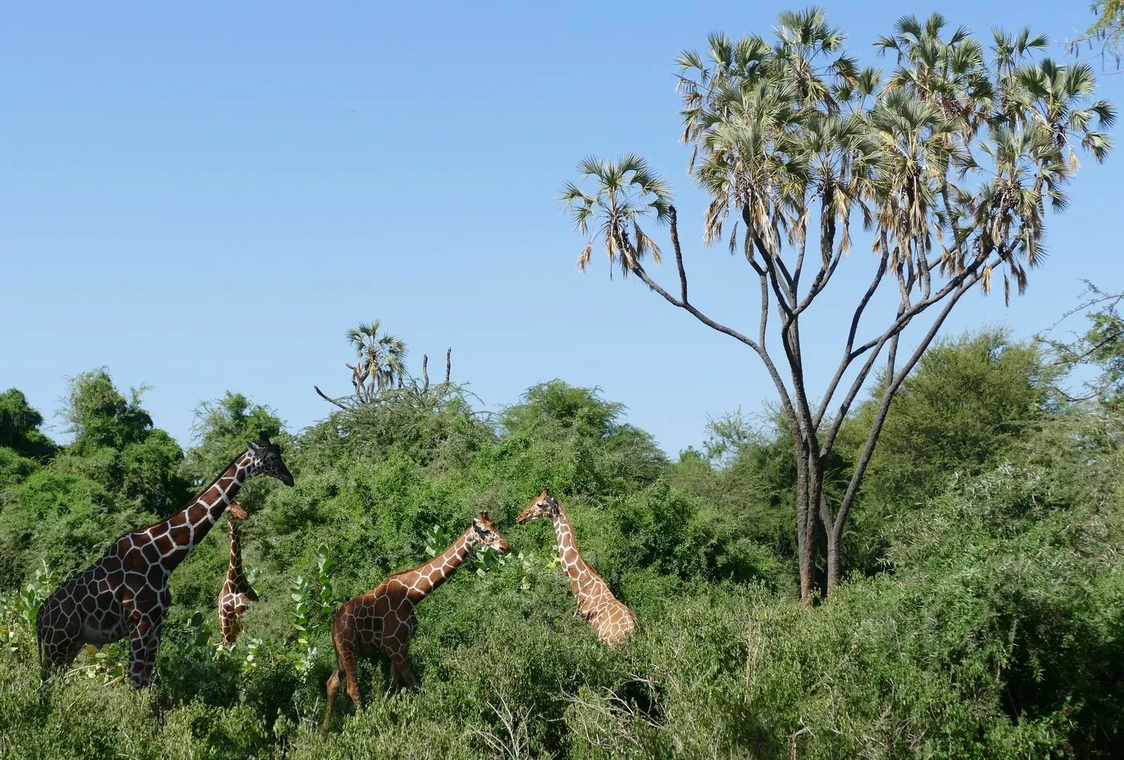 Кения, январь 2022