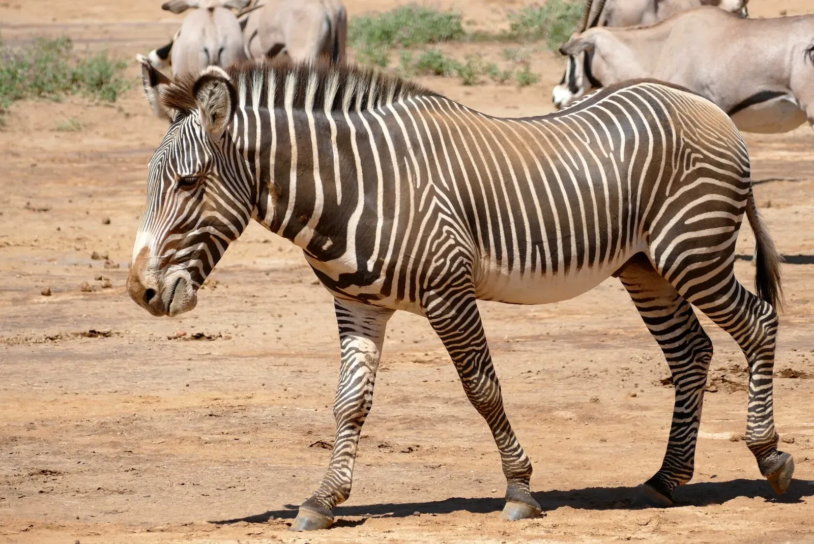 Кения, январь 2022