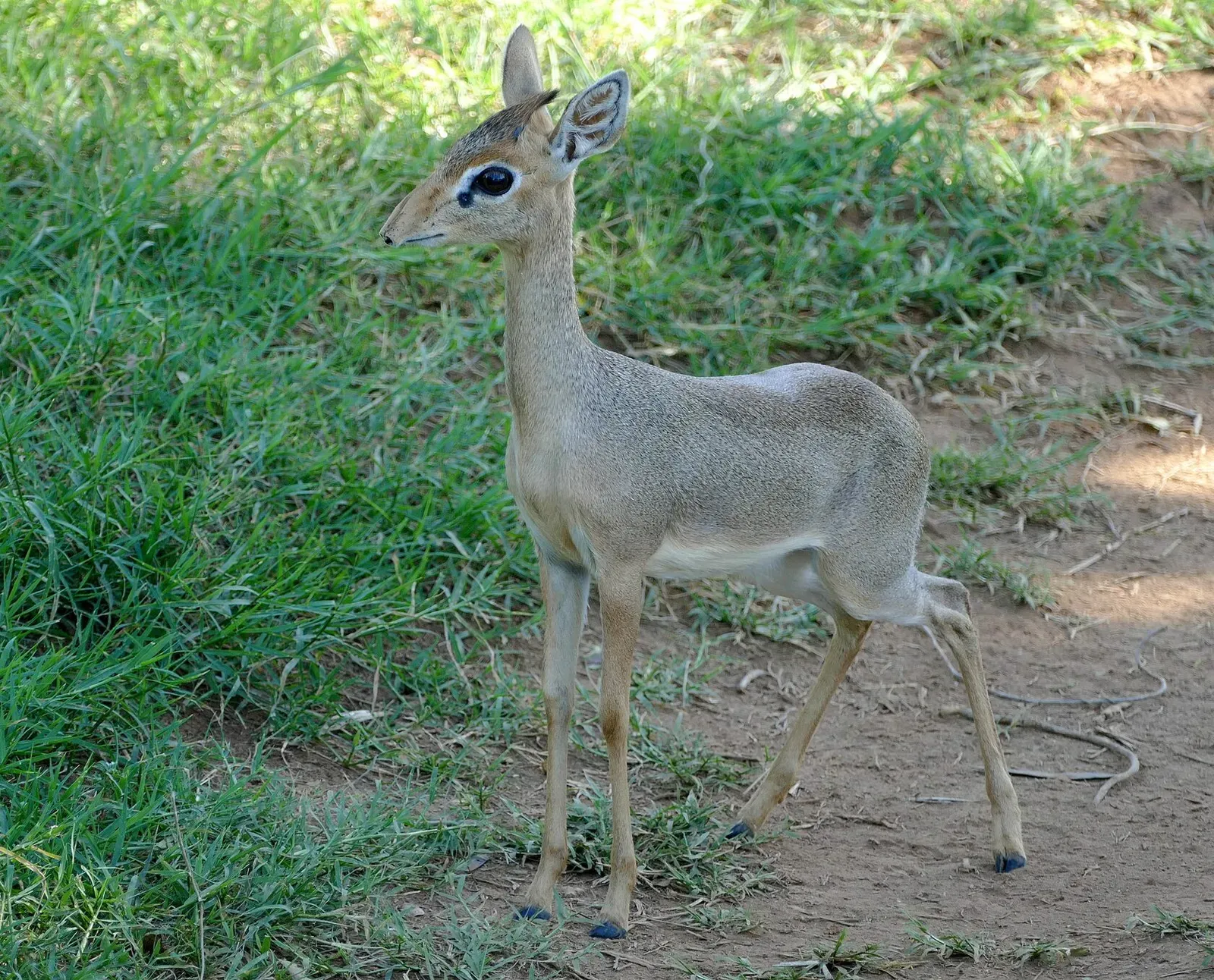 Кения, январь 2022