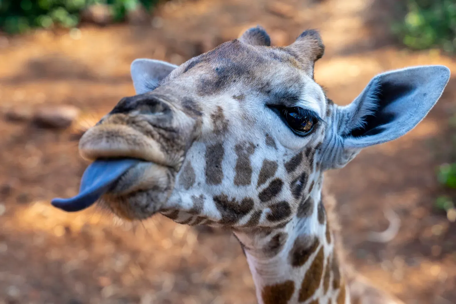 Кения, январь 2022