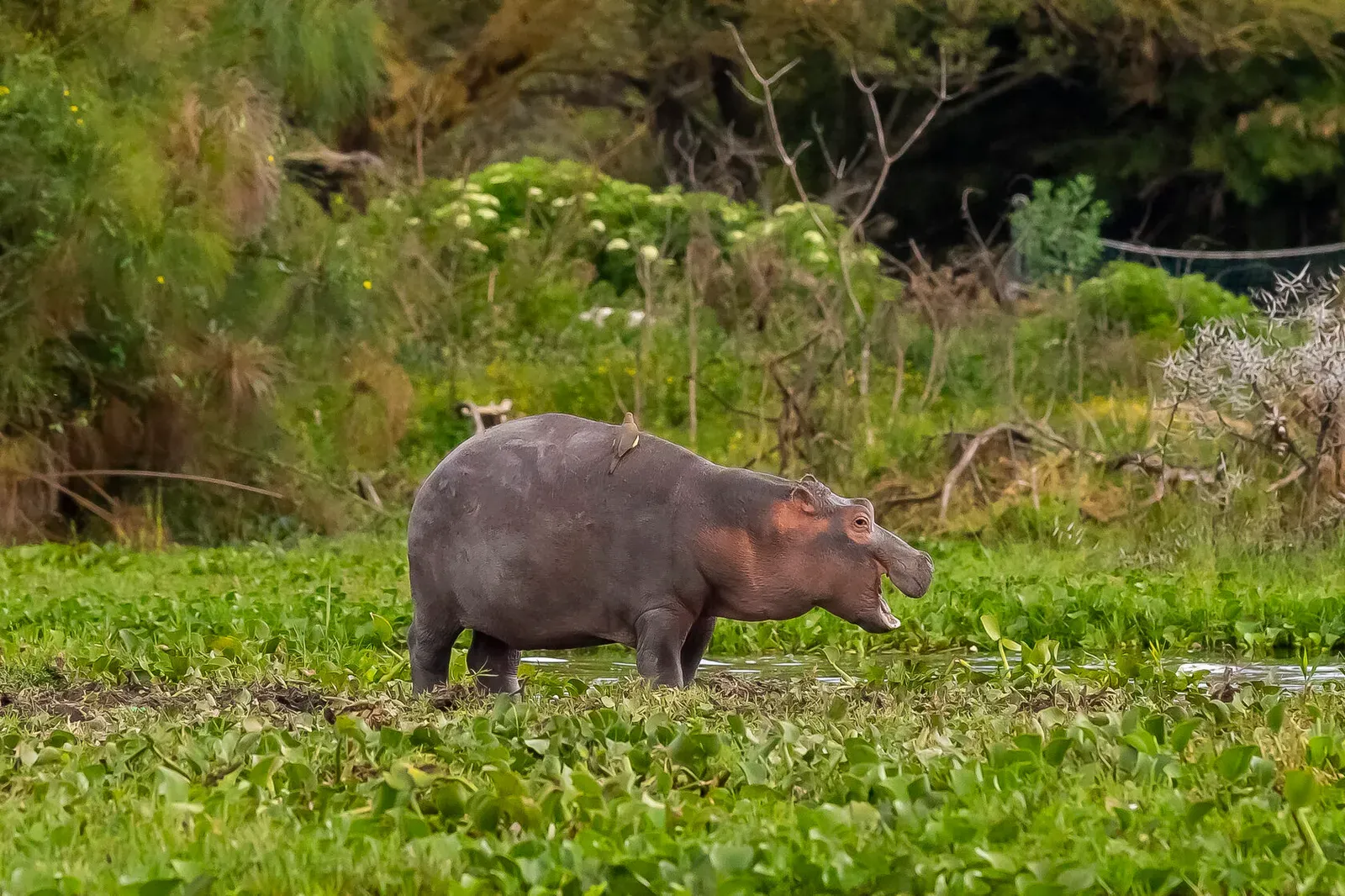 Кения, январь 2022