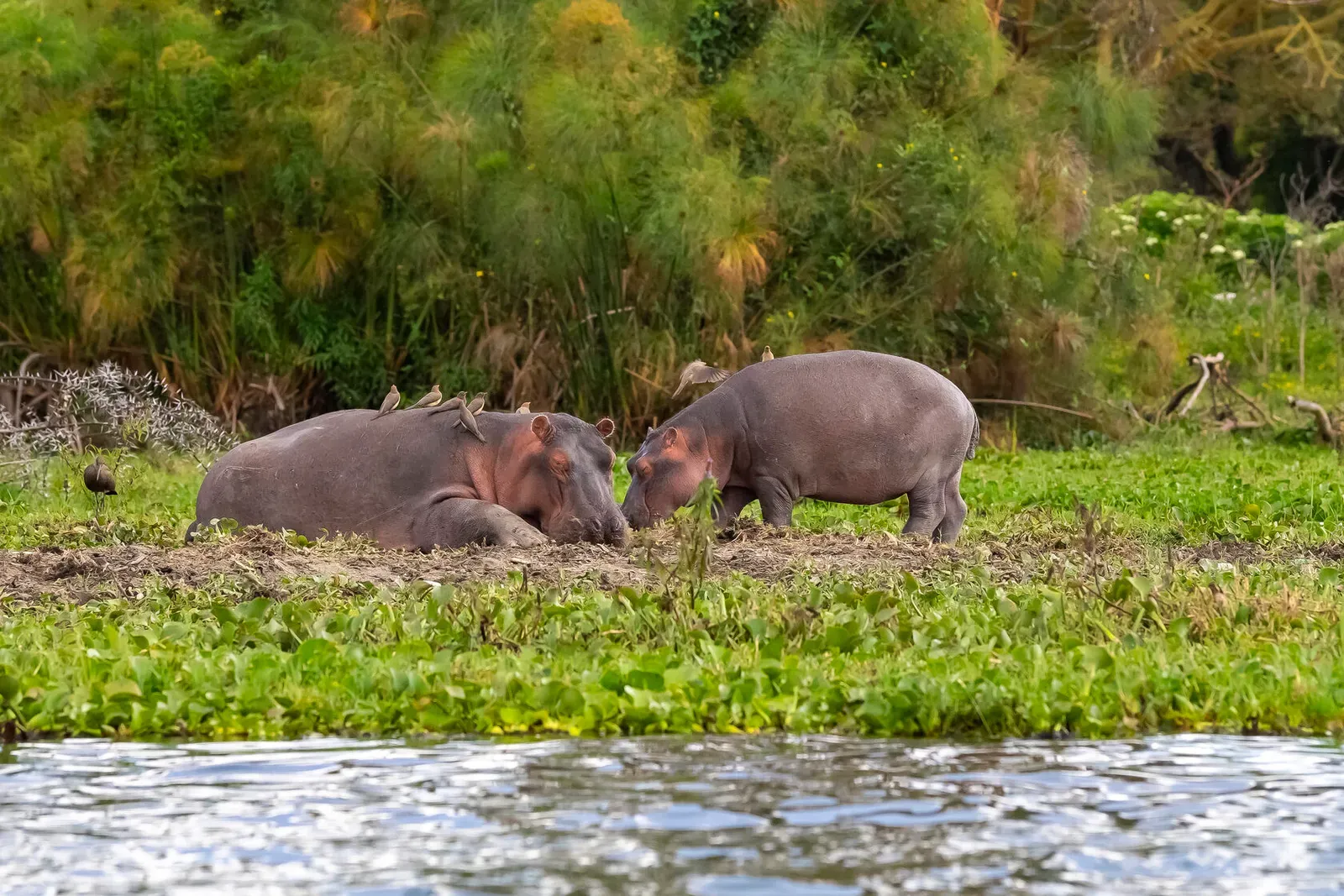 Кения, январь 2022