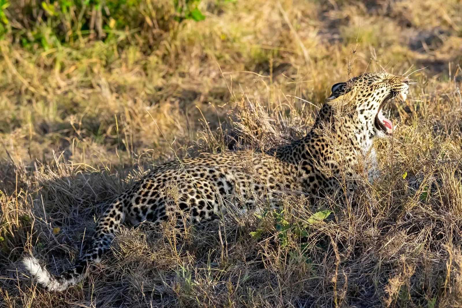 Кения, январь 2022