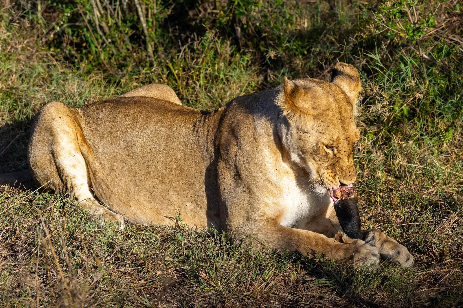 Кения, январь 2022