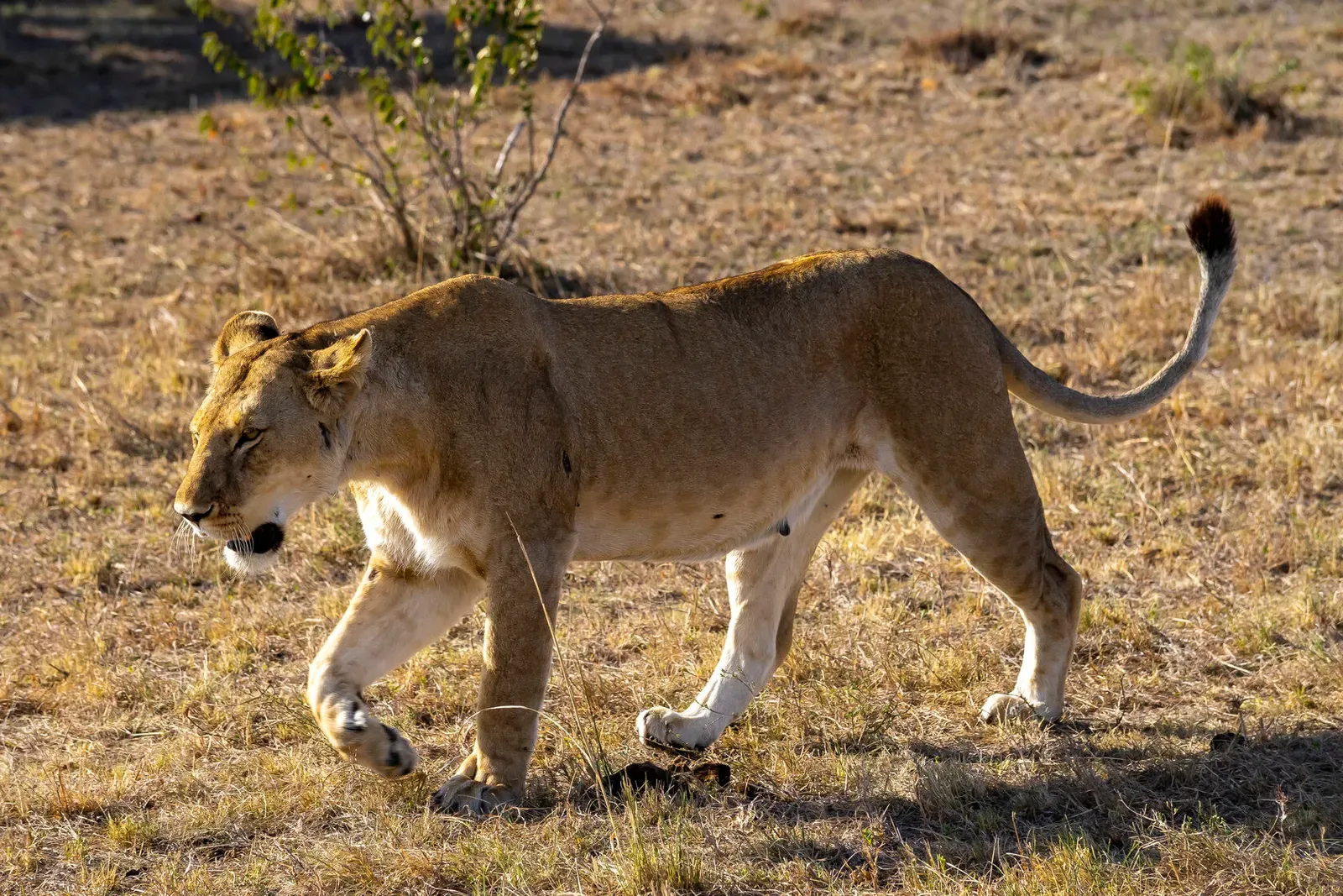 Кения, январь 2022