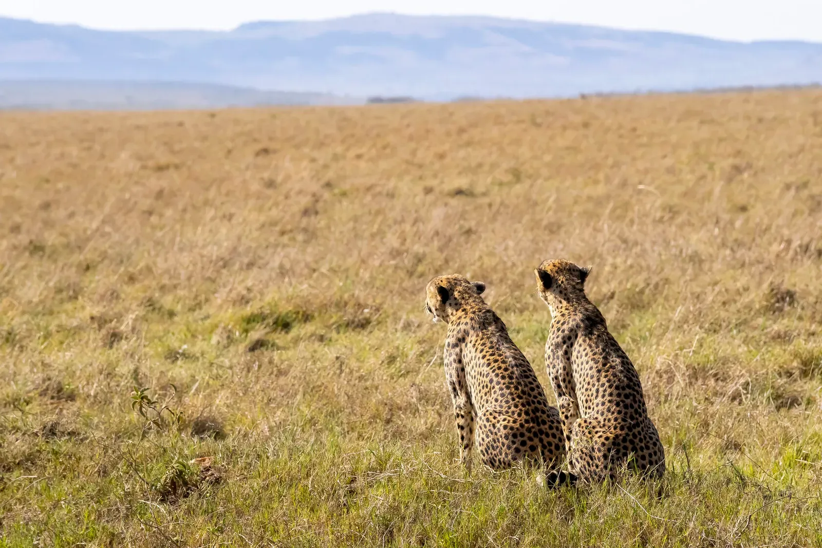 Кения, январь 2022