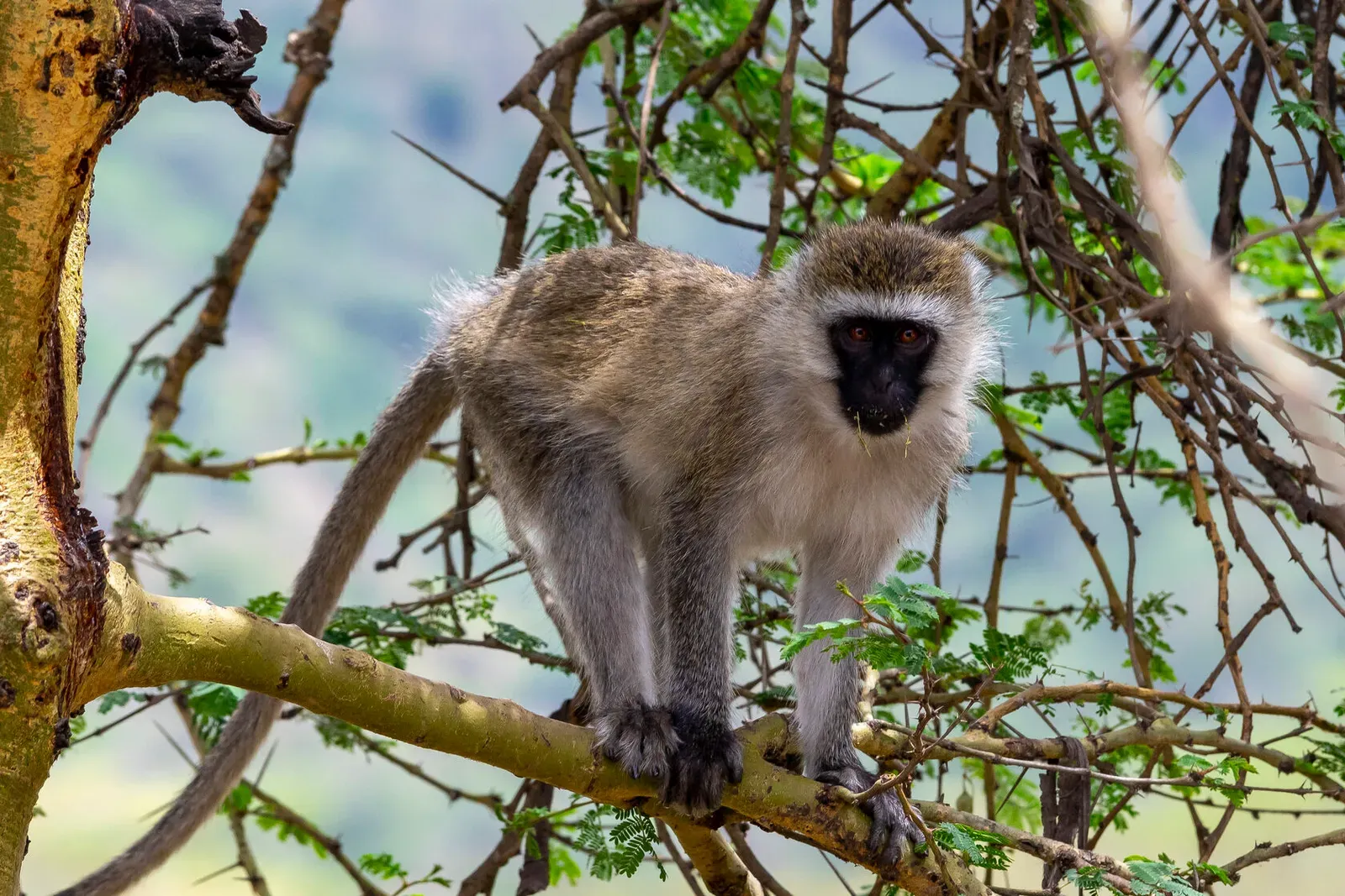 Кения, январь 2022