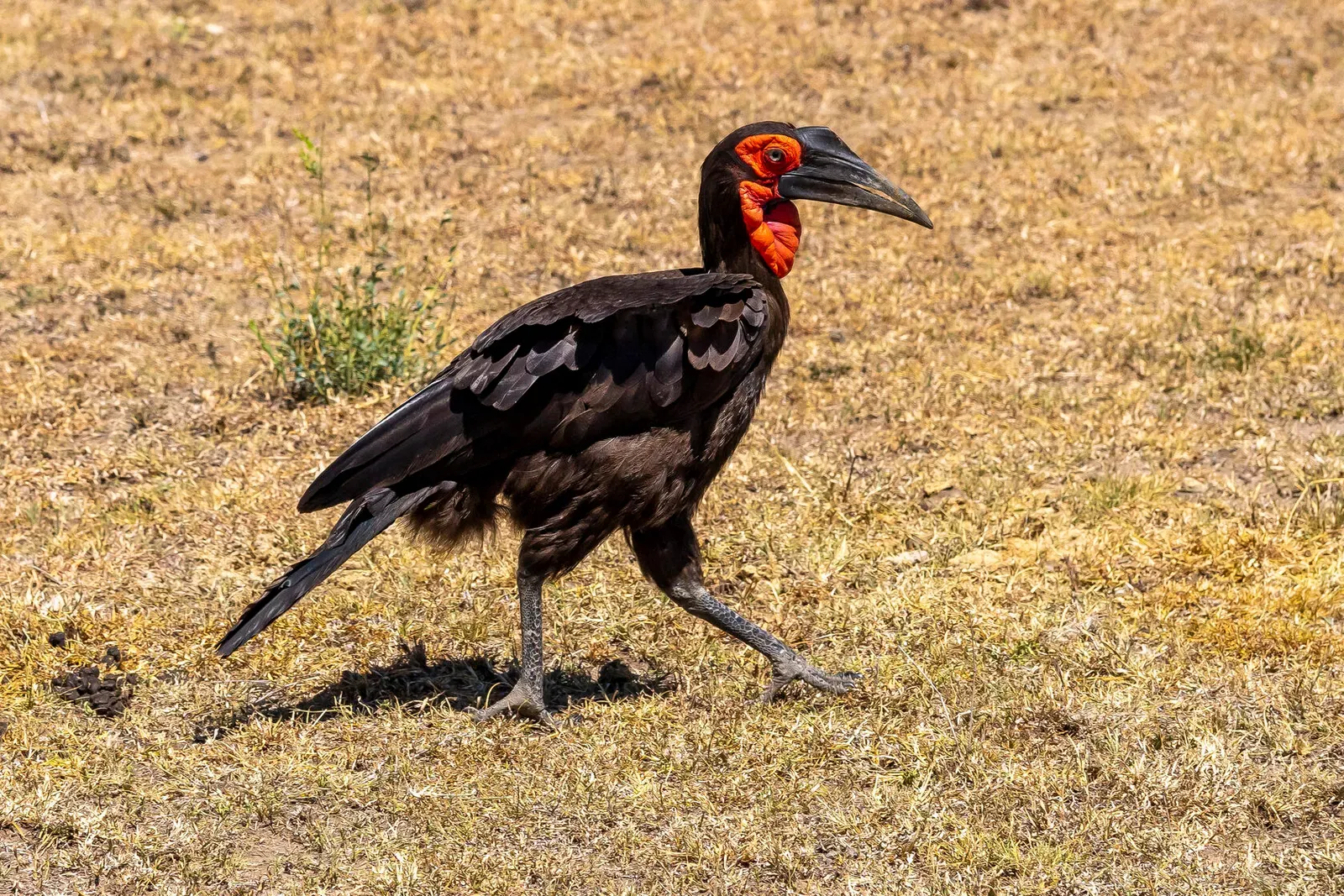 Кения, январь 2022