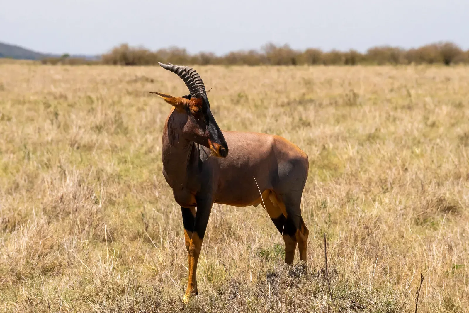 Кения, январь 2022