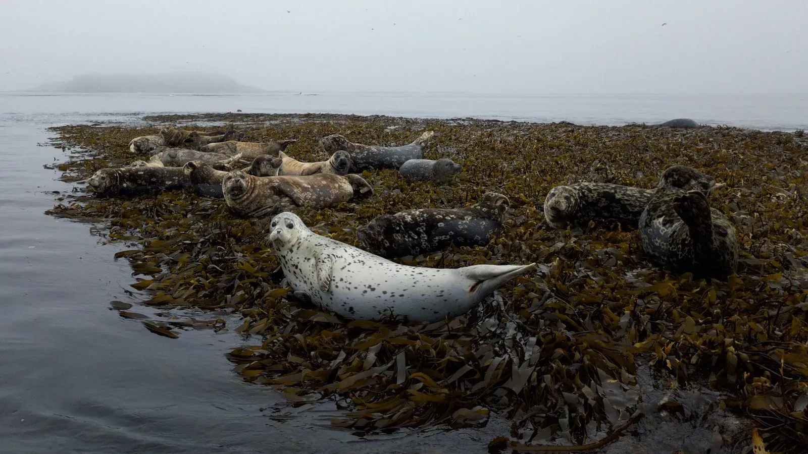Курильские острова, июль 2022