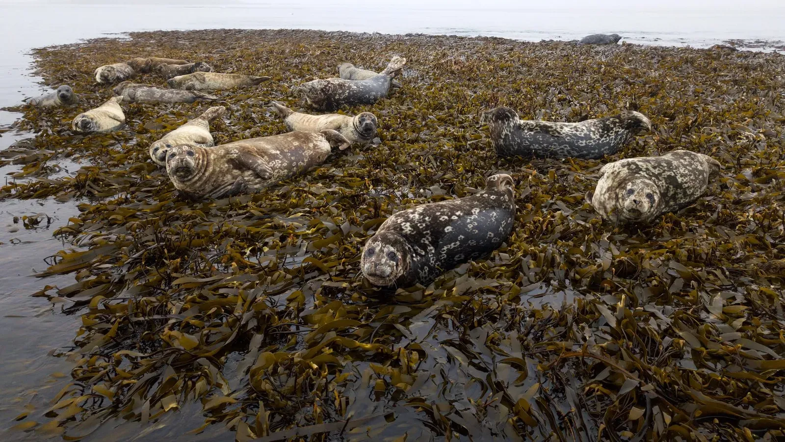 Курильские острова, июль 2022