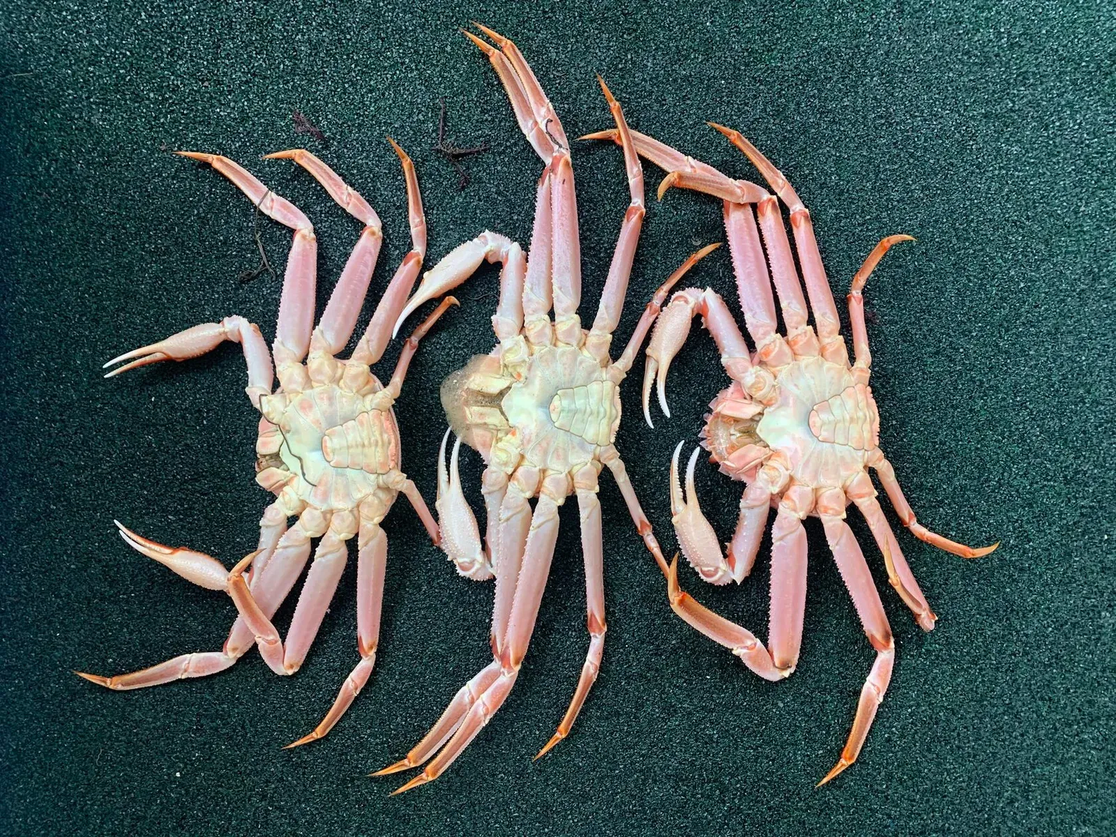 Курильские острова, июль 2022