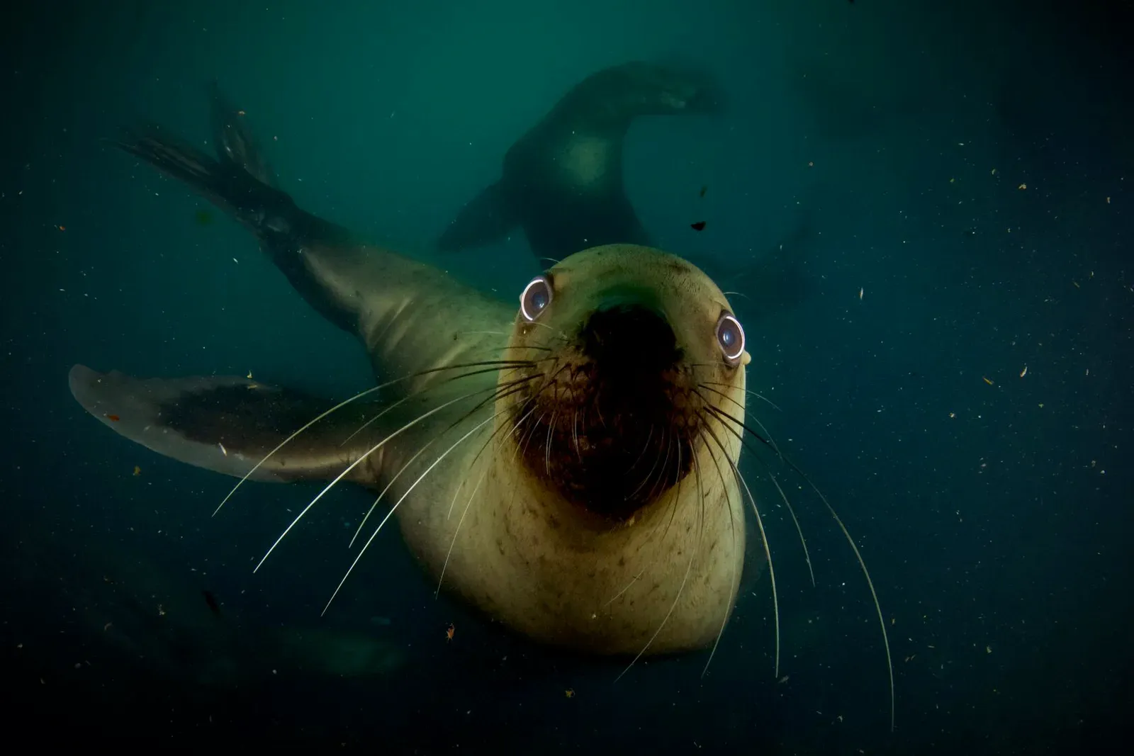 Курильские острова, июль 2022