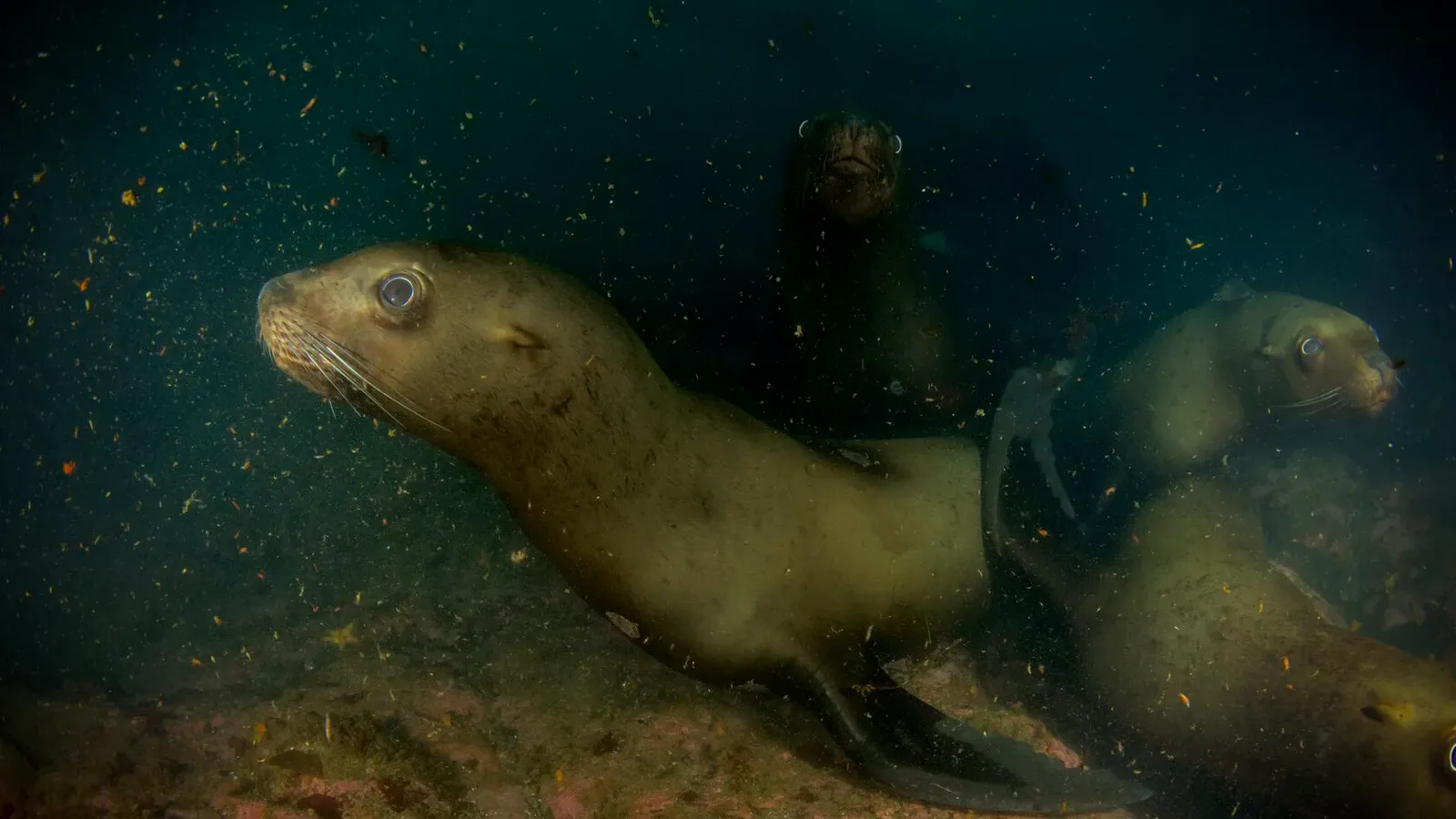 Курильские острова, июль 2022