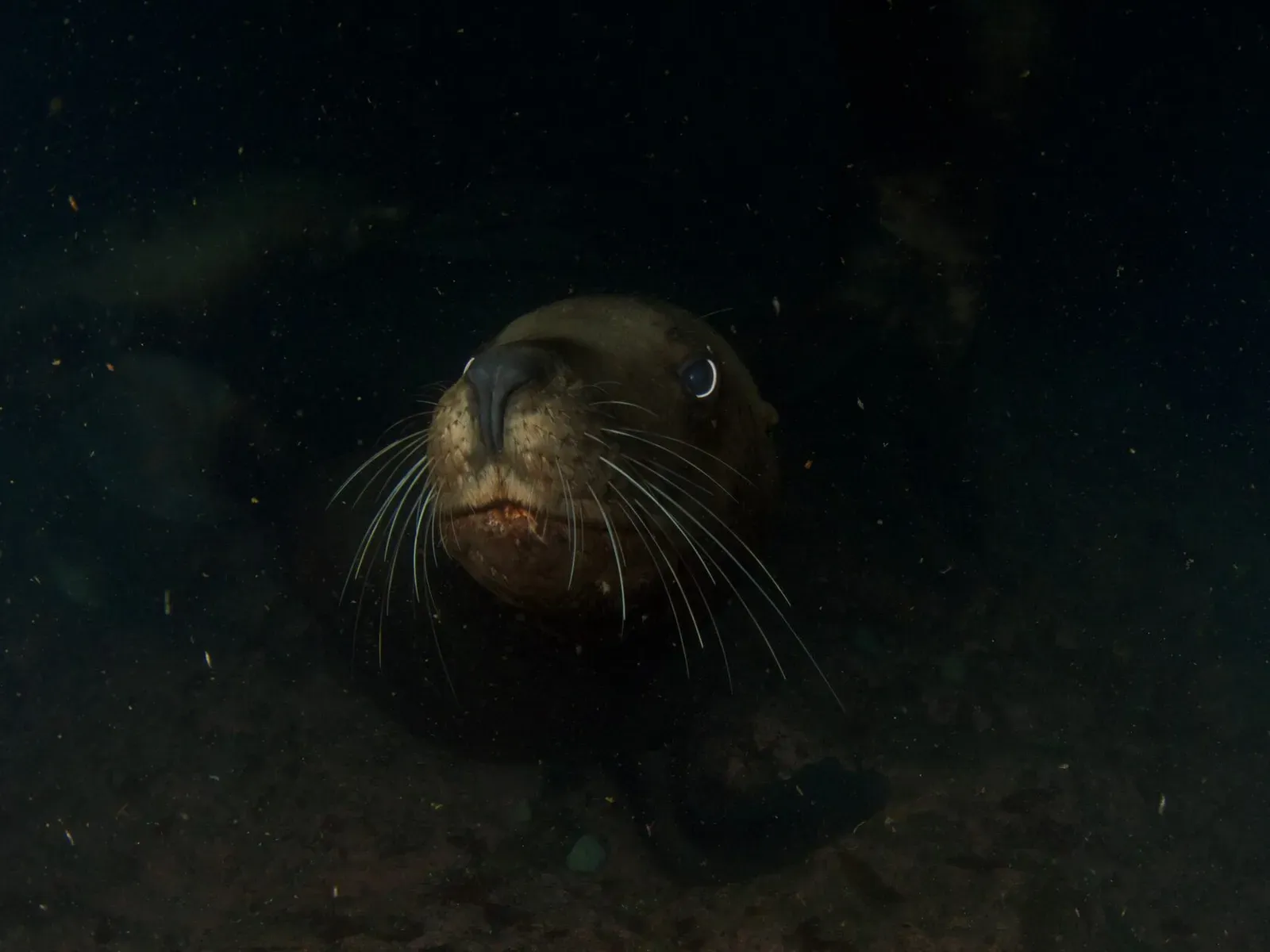 Курильские острова, июль 2022