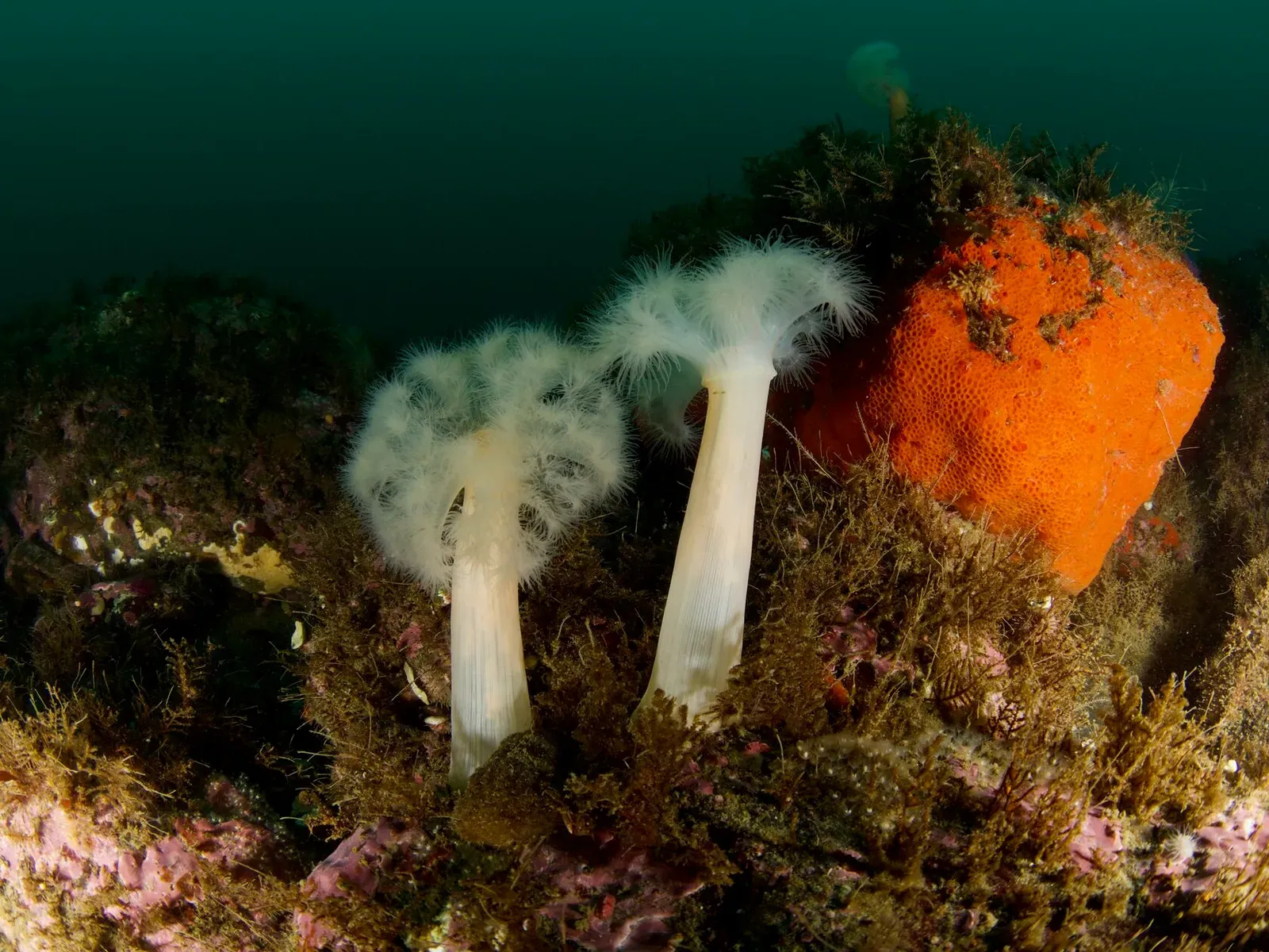 Курильские острова, июль 2022