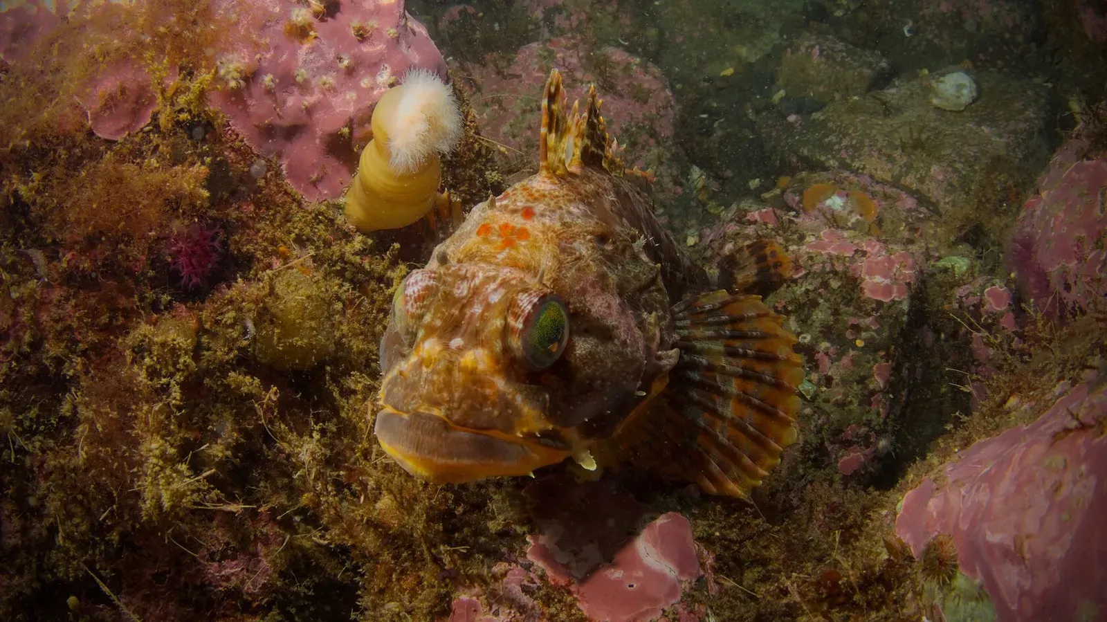 Курильские острова, июль 2022