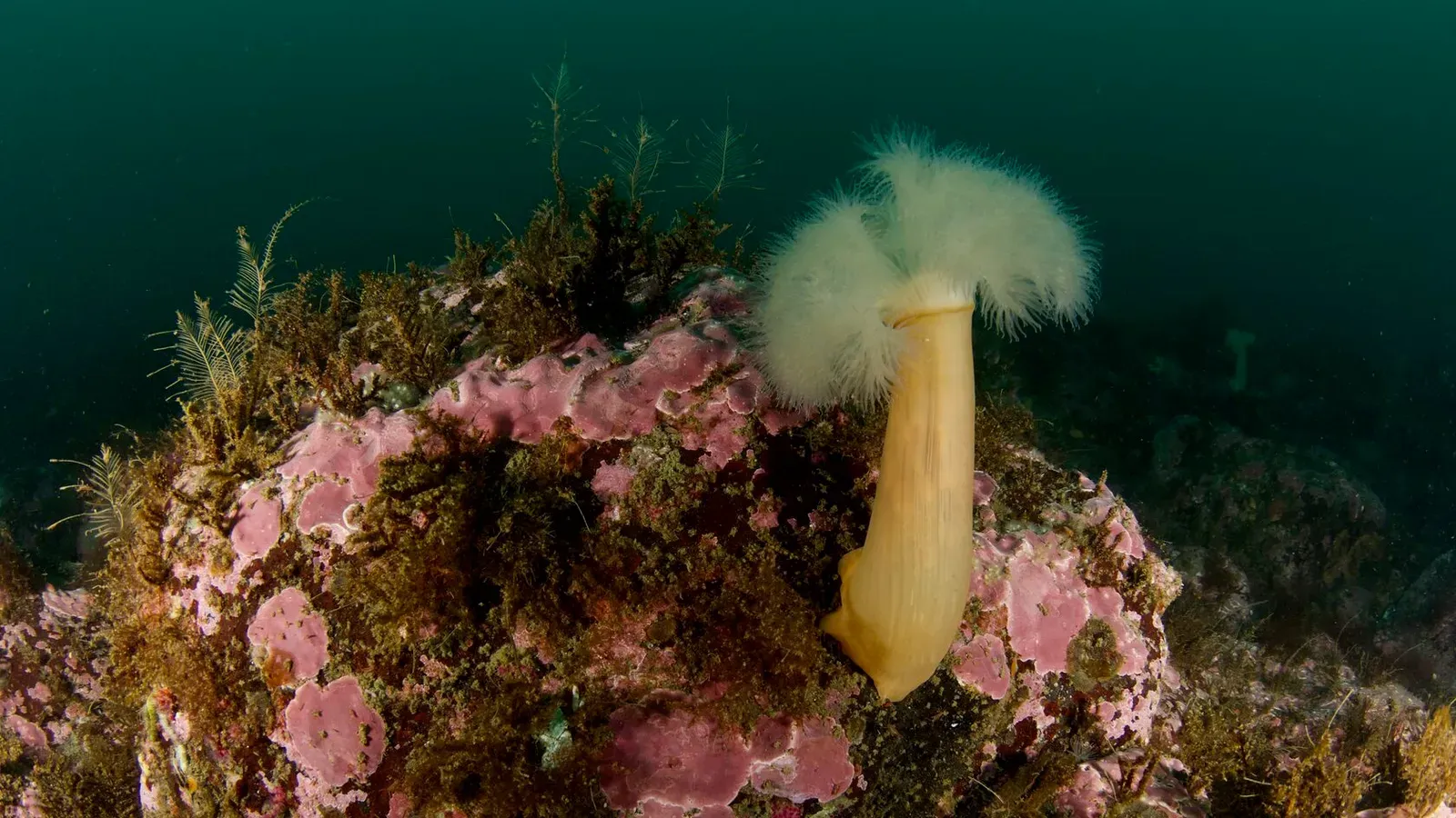 Курильские острова, июль 2022