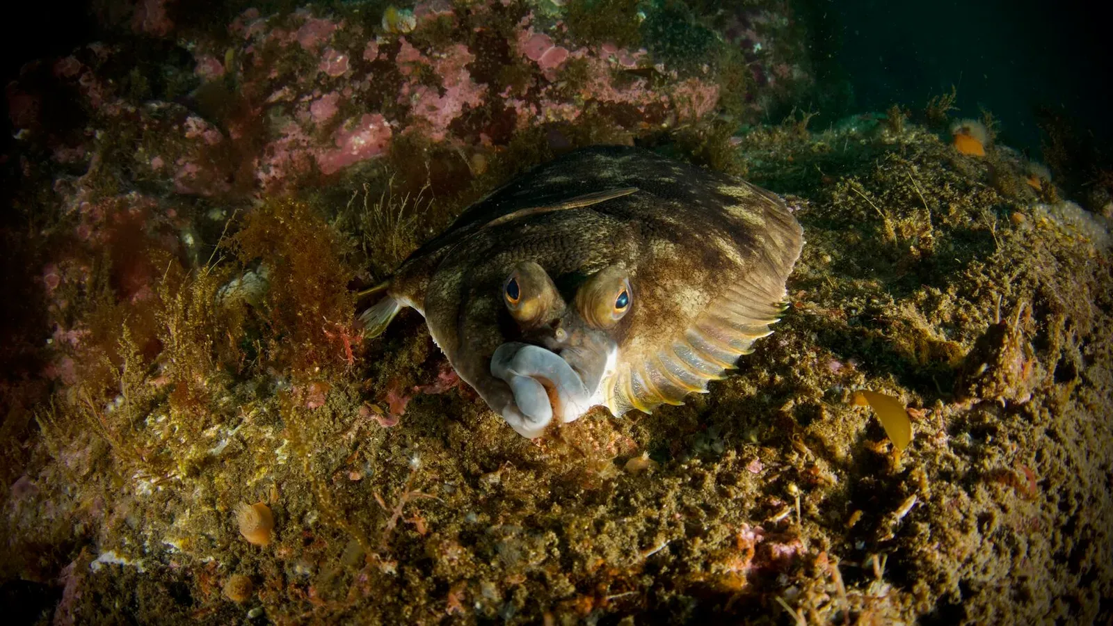 Курильские острова, июль 2022