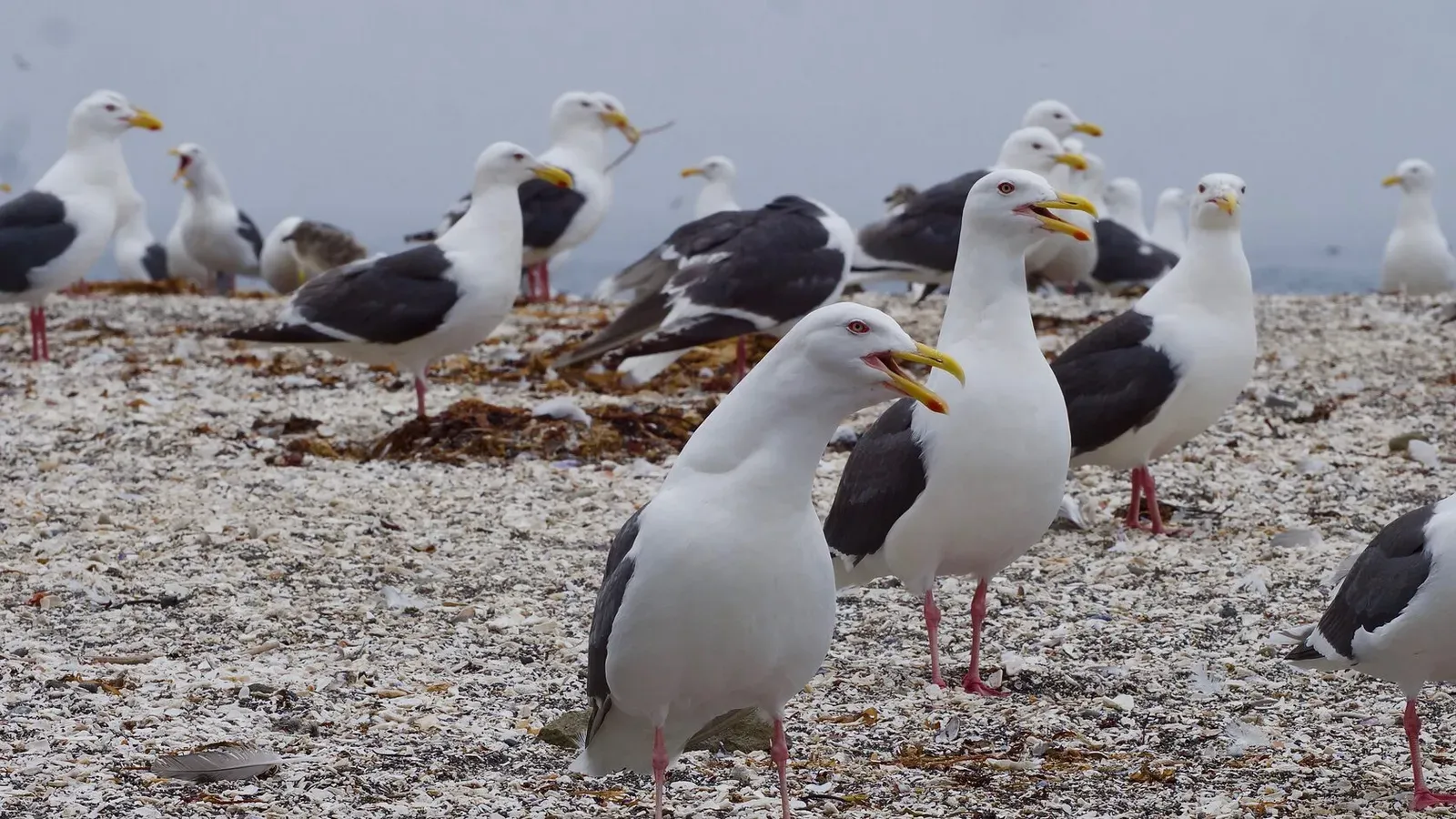 Курильские острова, июль 2022