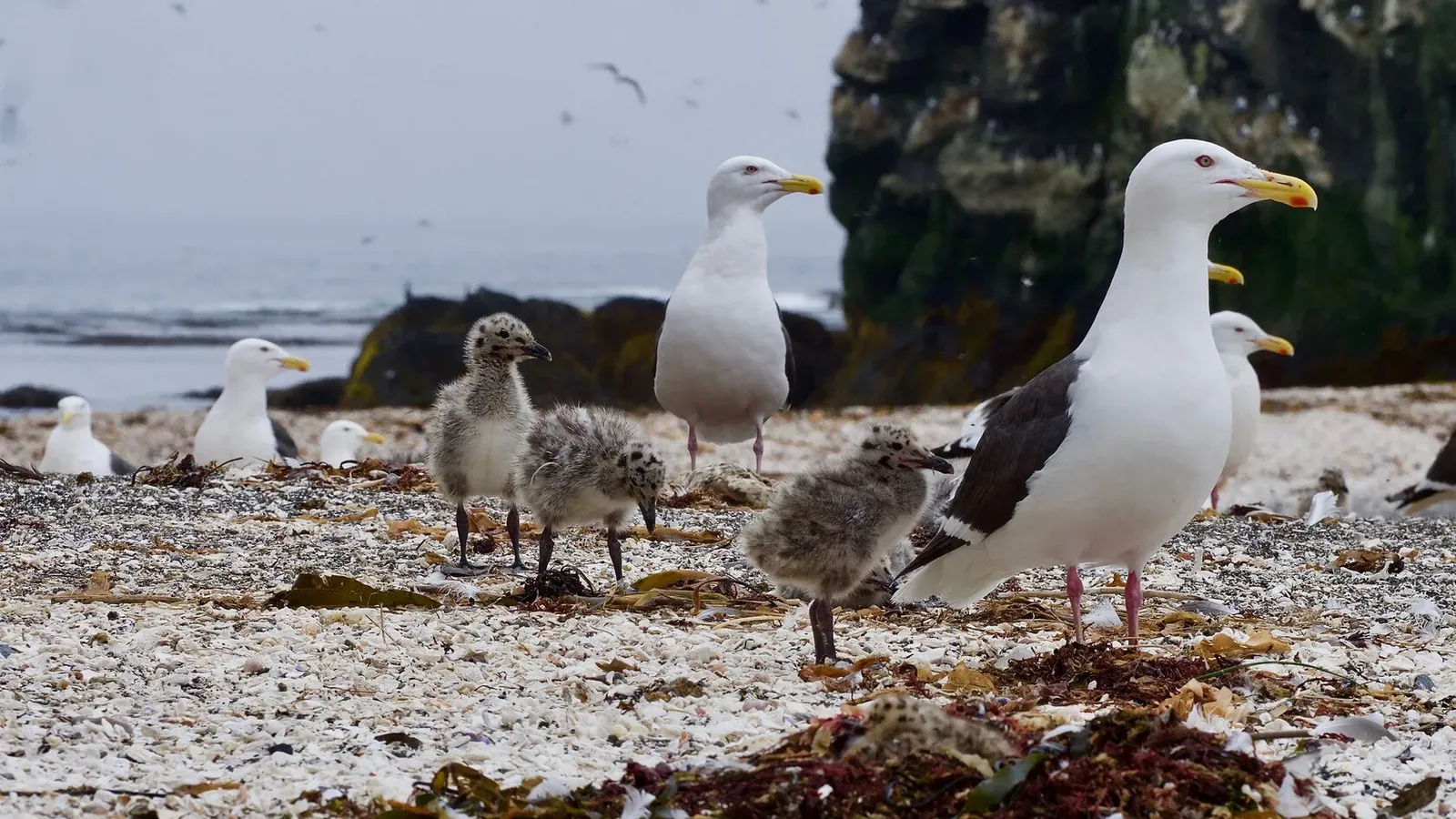Курильские острова, июль 2022