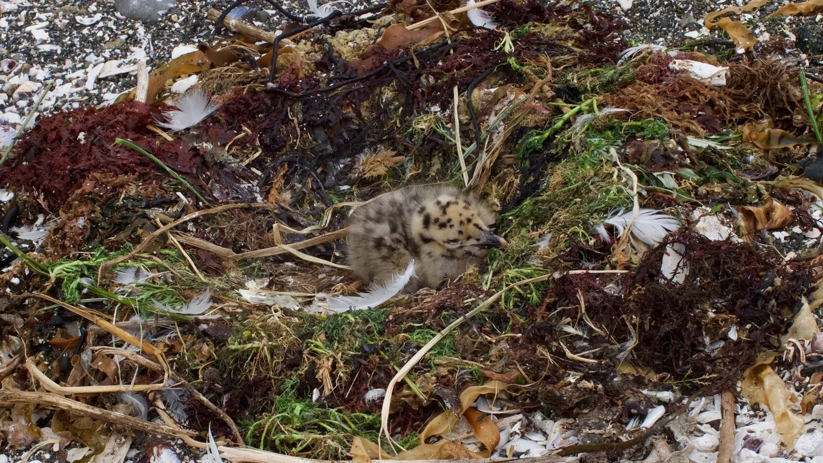 Курильские острова, июль 2022