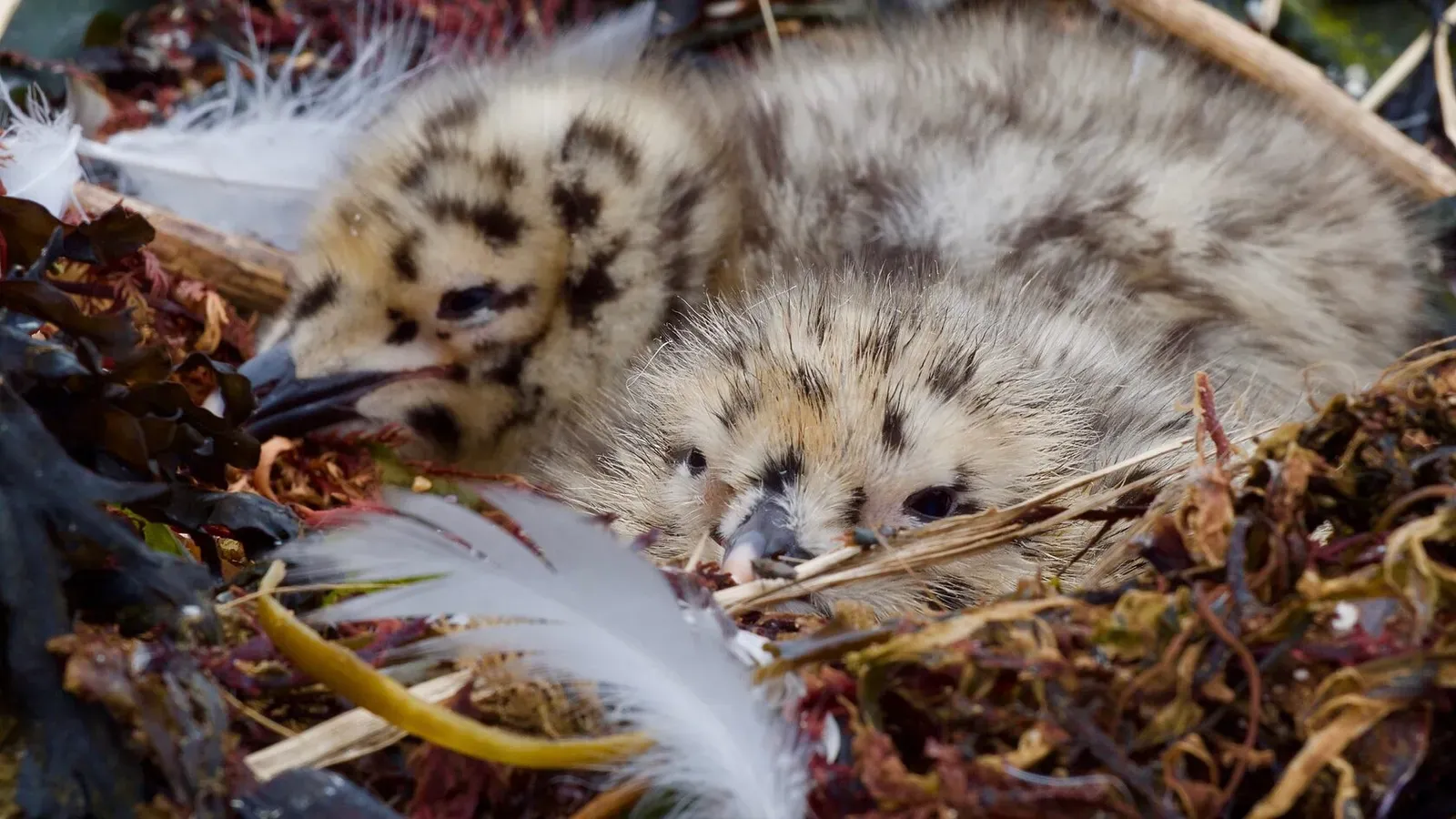 Курильские острова, июль 2022
