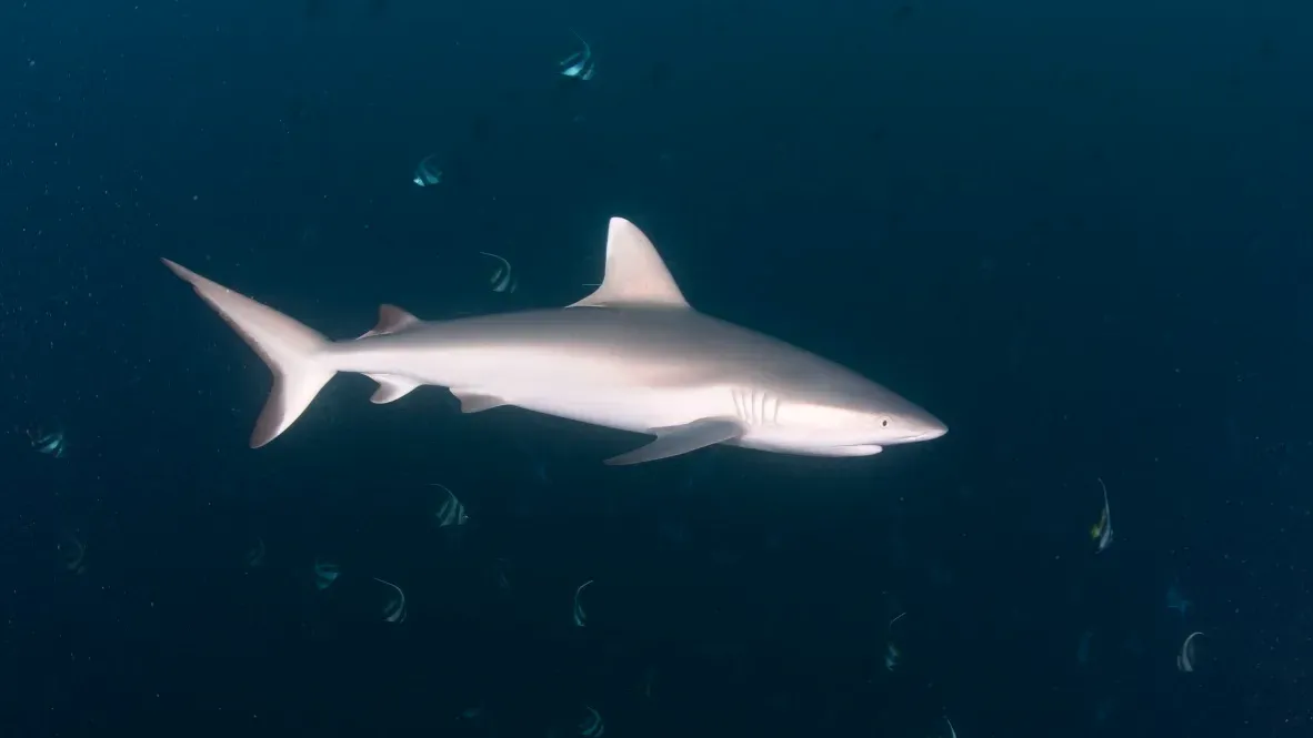 Мальдивы, декабрь 2024