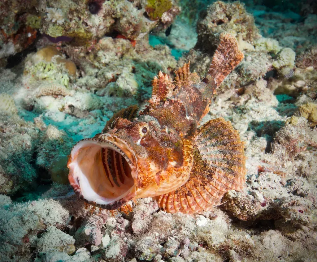 Мальдивы, декабрь 2024