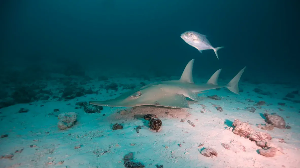 Мальдивы, декабрь 2024