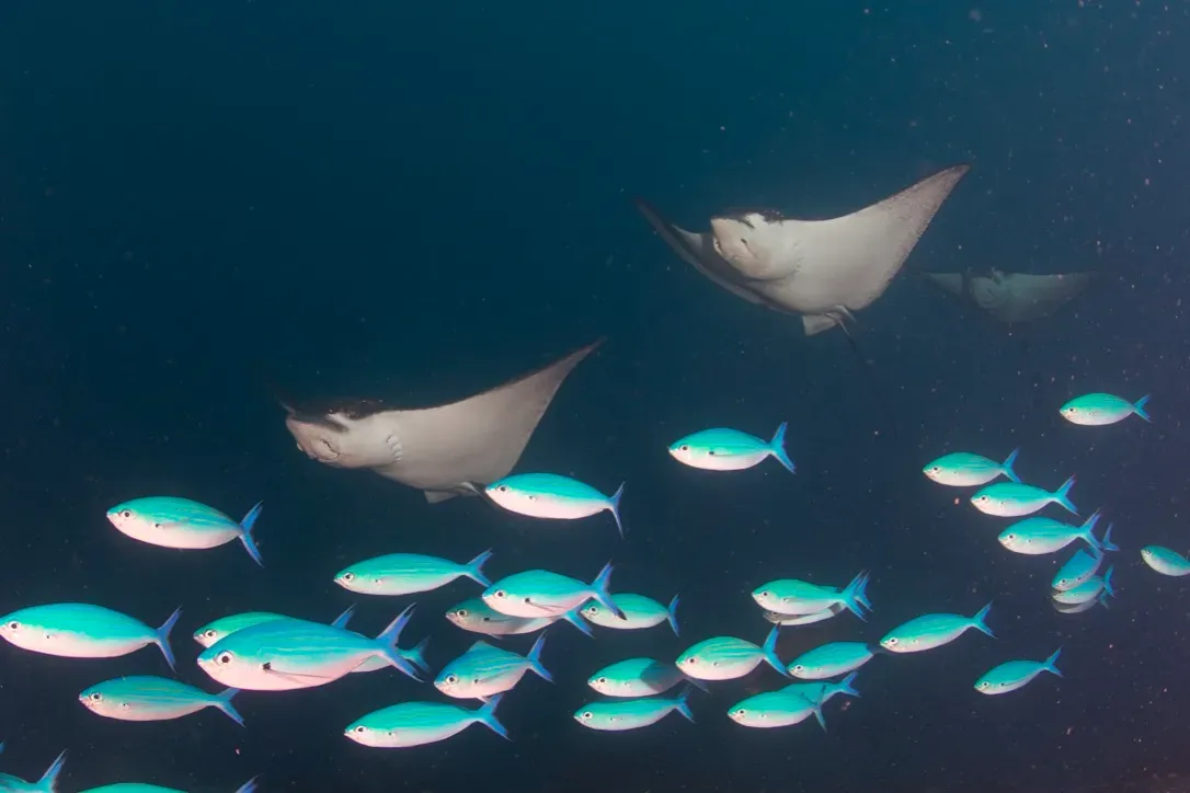 Мальдивы, декабрь 2024