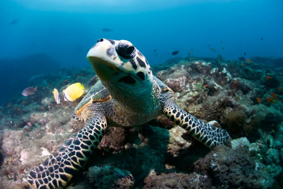 Мальдивы, декабрь 2024