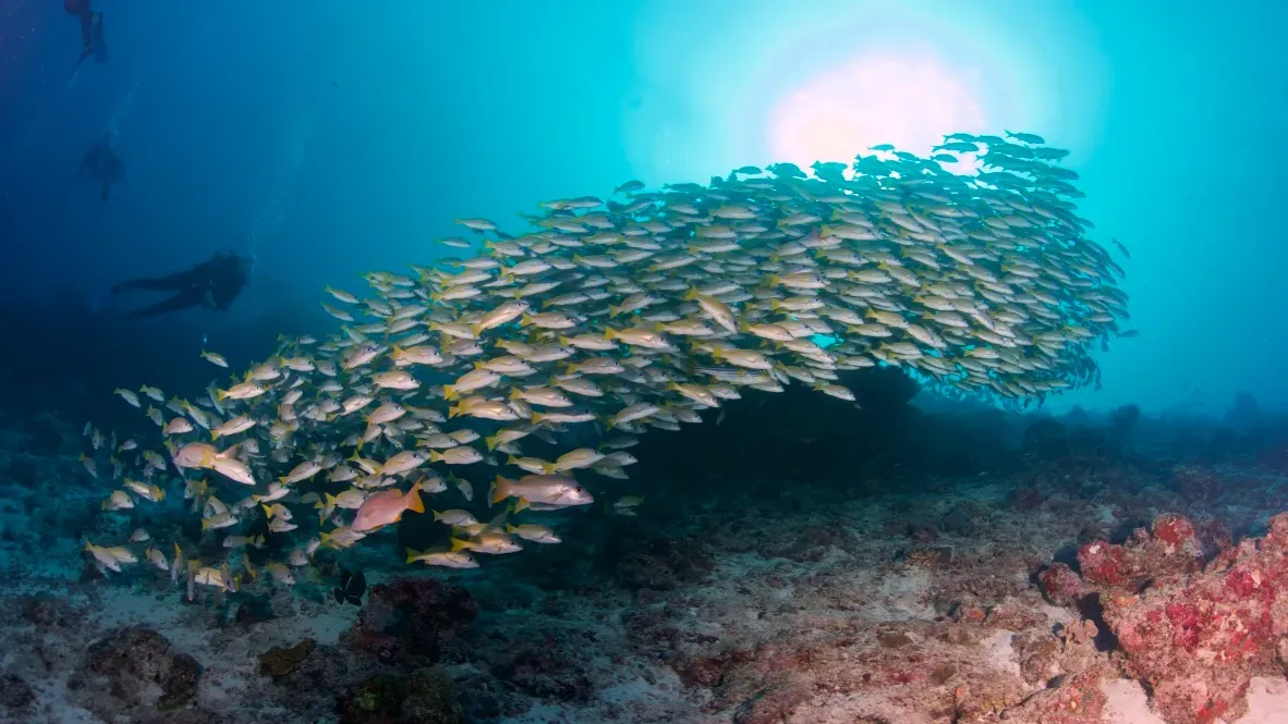 Мальдивы, декабрь 2024