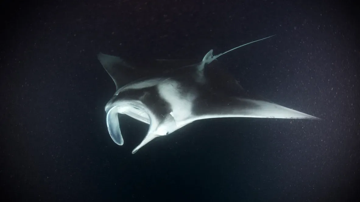 Мальдивы, декабрь 2024