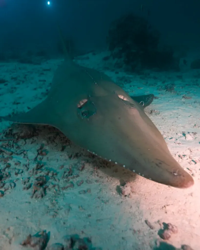 Мальдивы, декабрь 2024