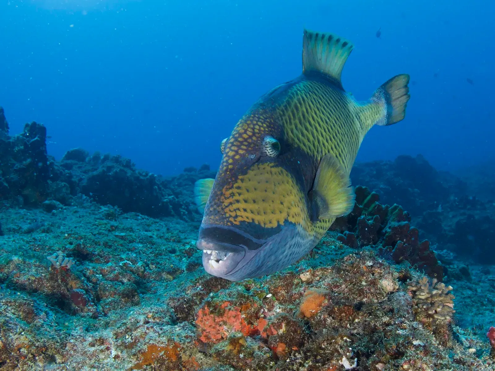 Мозамбик, январь 2024