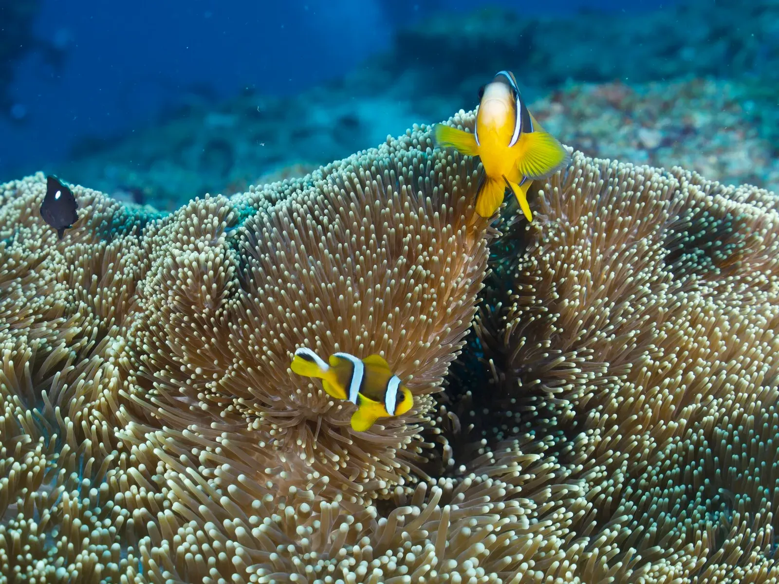 Мозамбик, январь 2024